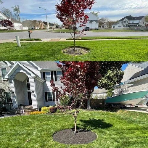 Split-screen suburban yard with a young red-leaf tree, shown newly planted before and after landscaping.