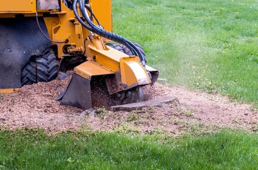 Yellow stump grinder cutting a tree stump on a grassy lawn, scattering wood chips