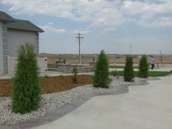 Evergreen trees line a driveway, with gravel and mulch beds beside a house on a cloudy day.