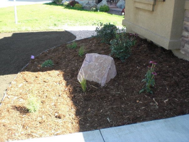Rock garden with plants, wood chips, and a large stone in front of a house.