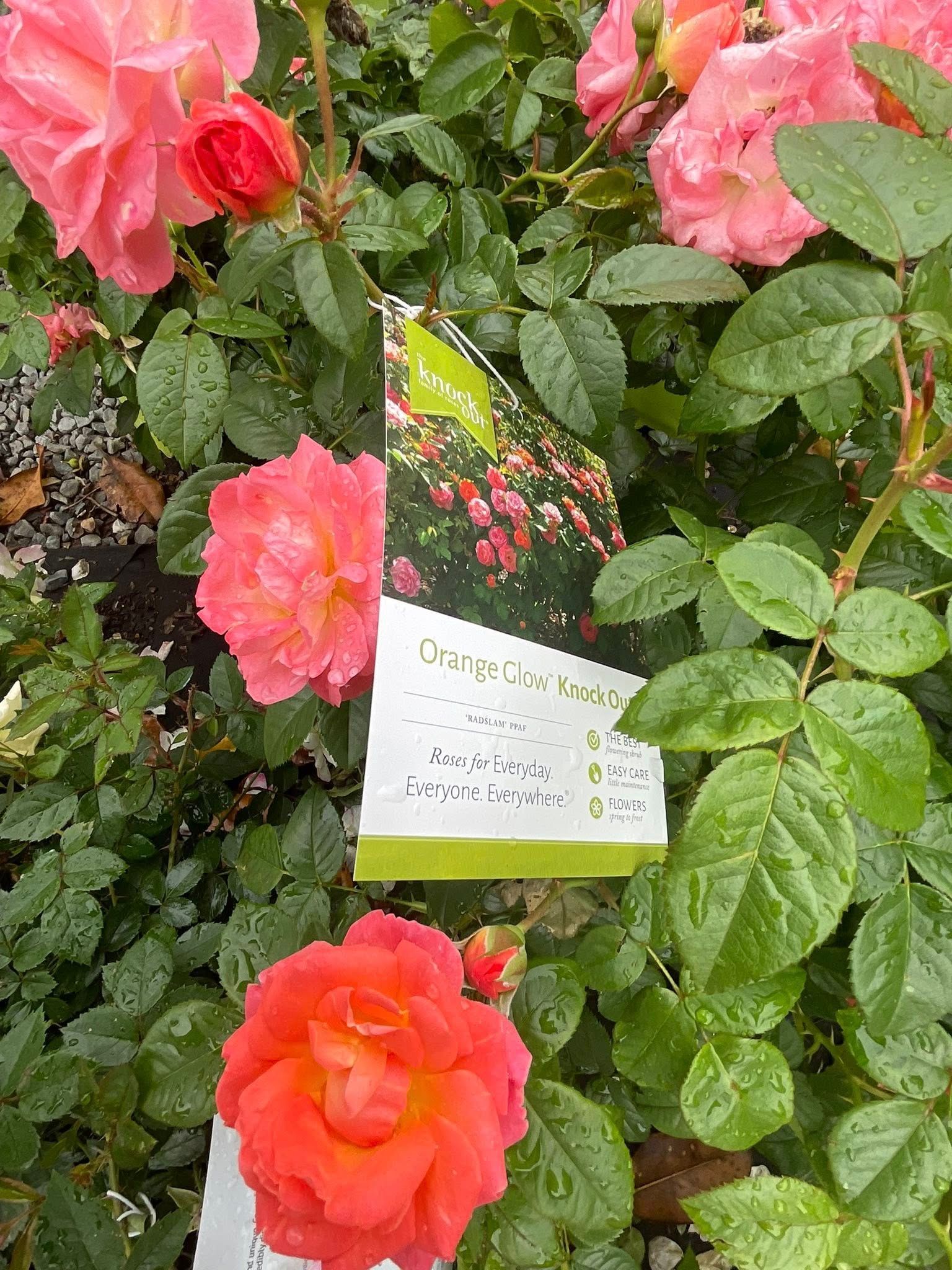 Close-up of vibrant coral roses in a garden setting, with green leaves and a plant tag.