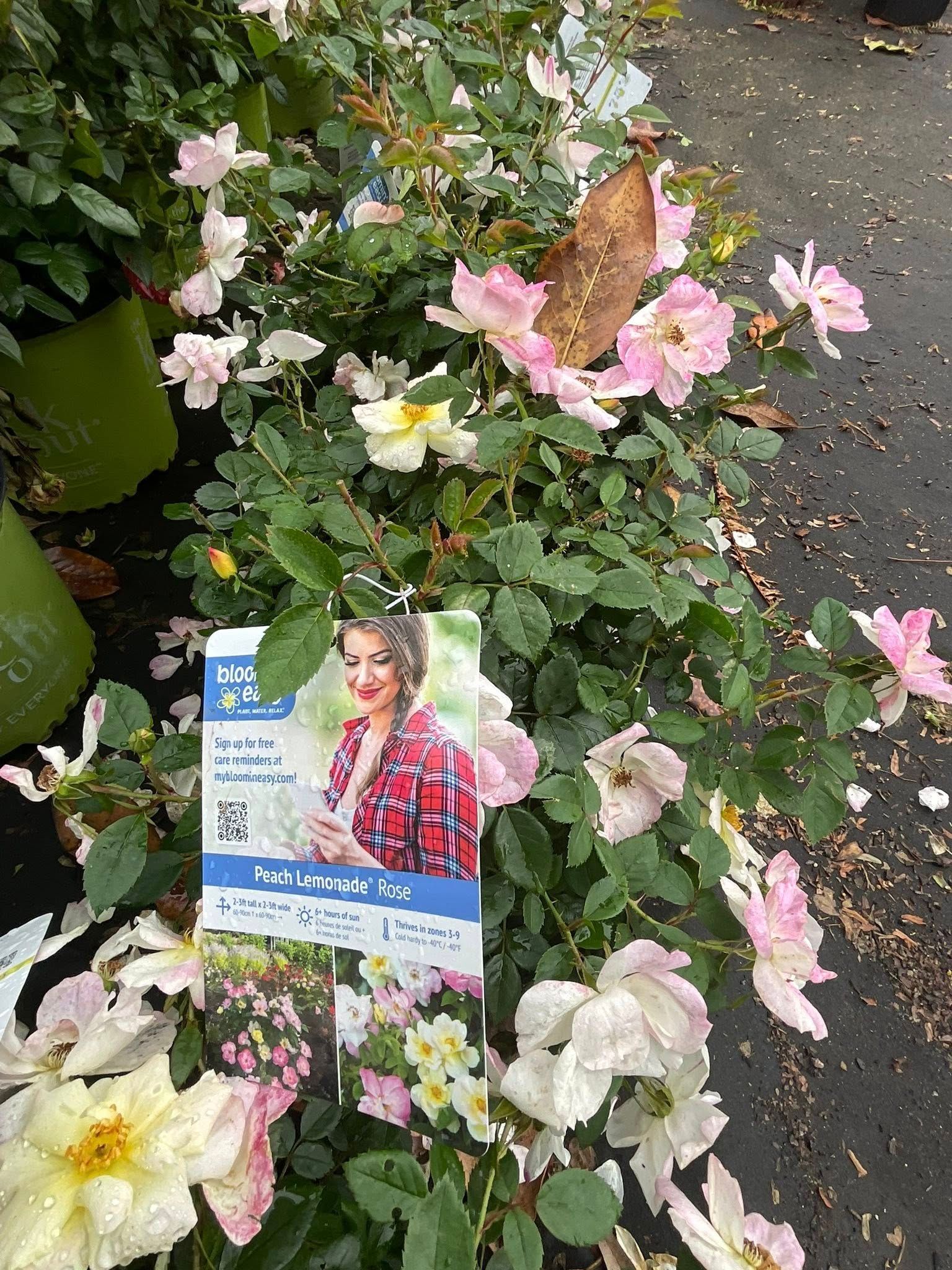 Rose bush with pink and cream flowers. A plant tag featuring a woman's photo.