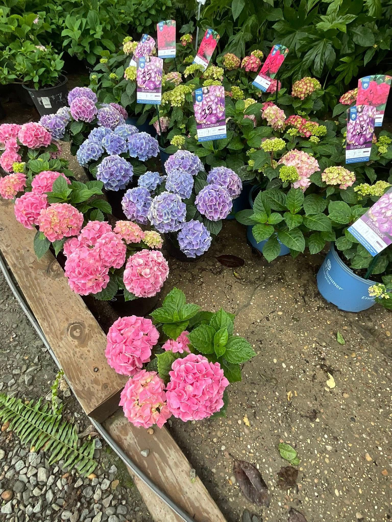 Colorful hydrangea flowers in pink, purple, and blue pots at a garden center.