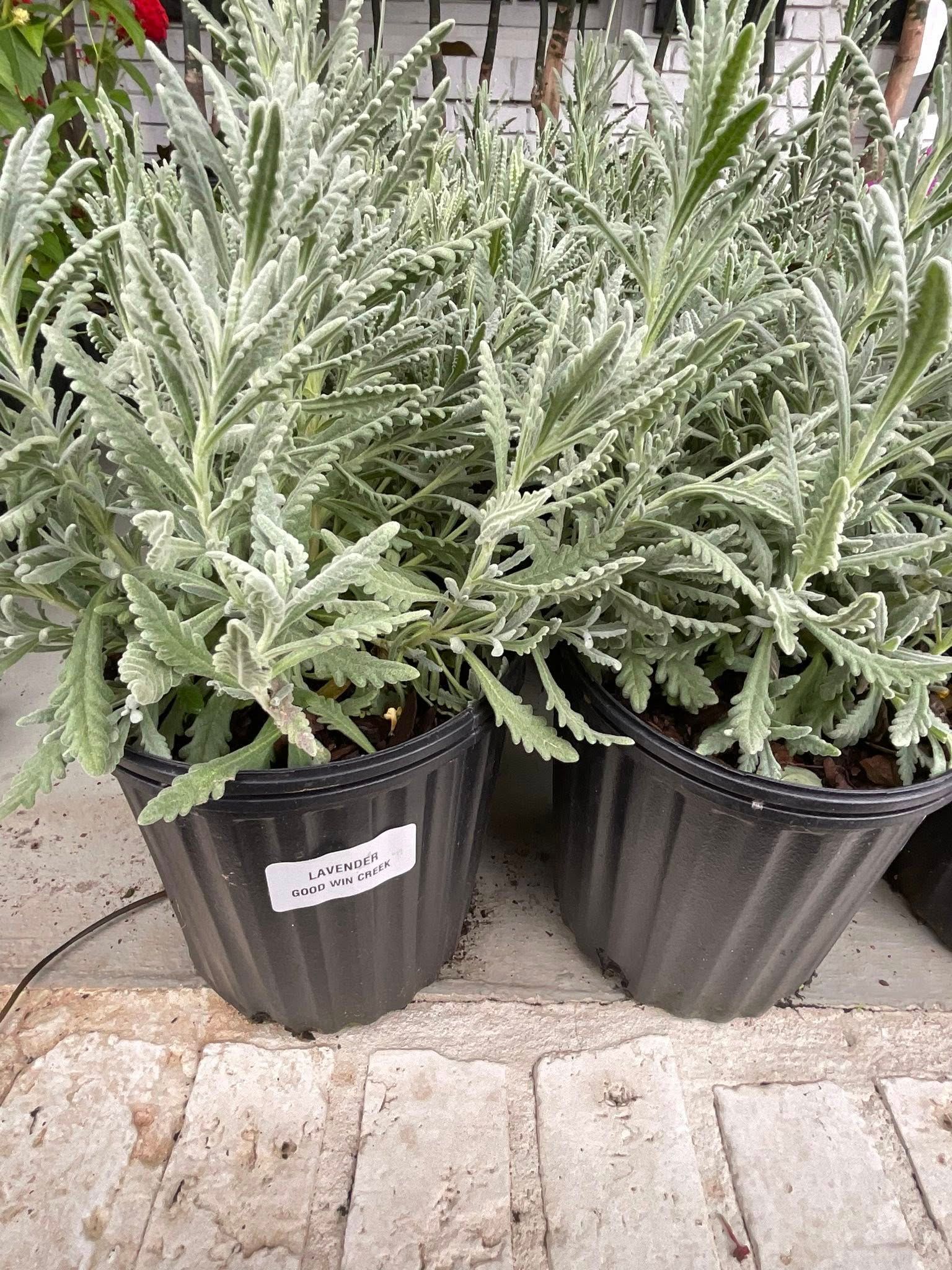 Potted lavender plants with silvery-green foliage, in a greenhouse setting.
