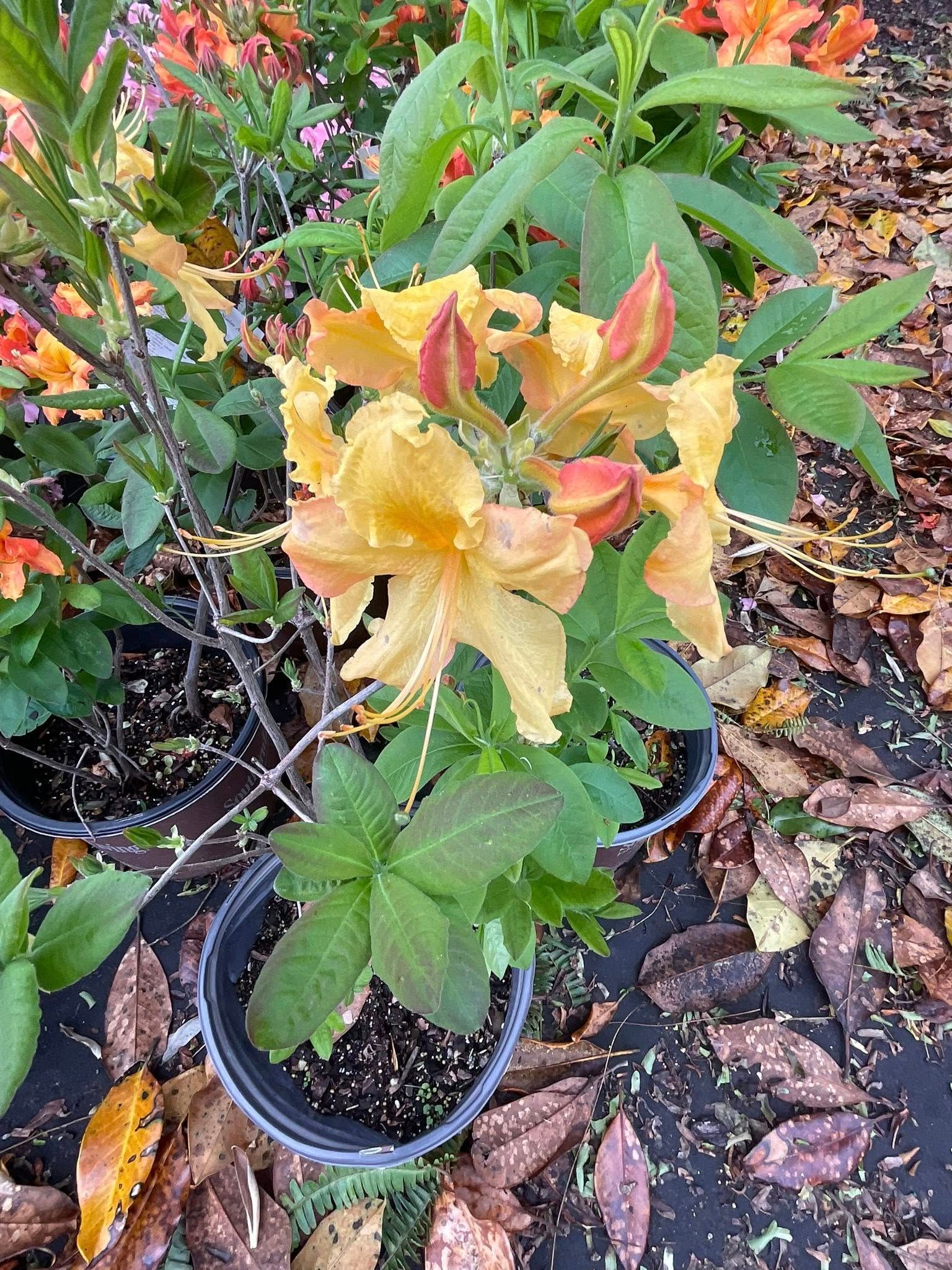 Yellow and orange azalea flowers blooming in black pots, set on brown leaf-covered ground.