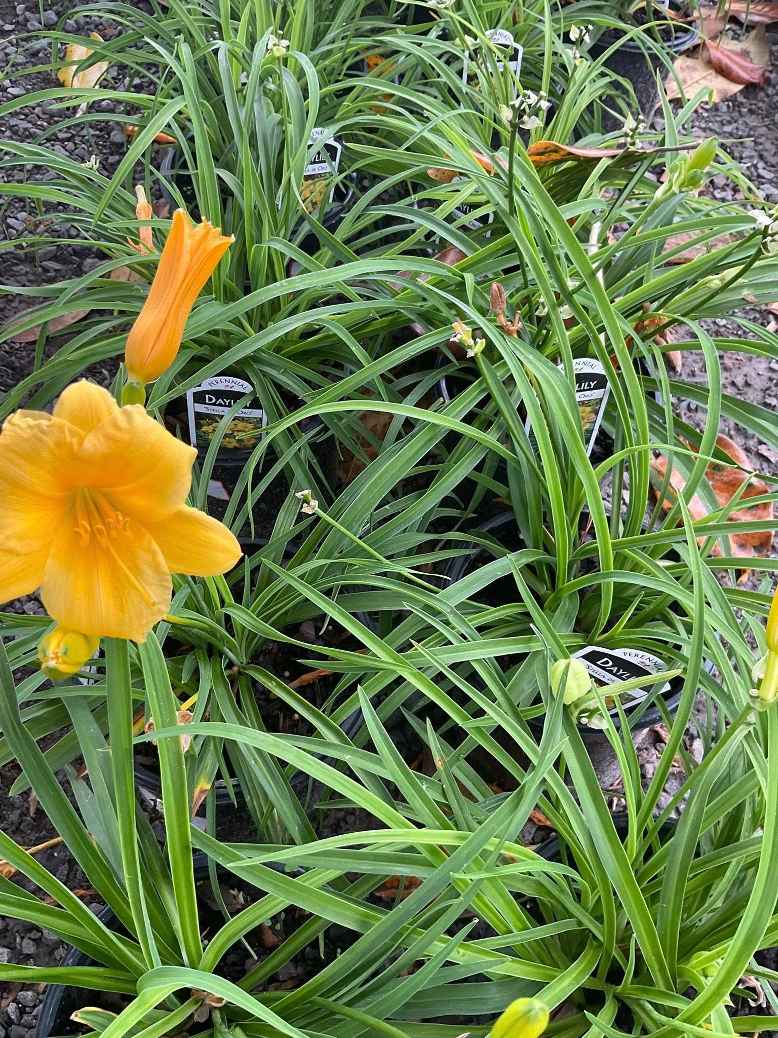 Yellow and orange daylilies with green foliage in a garden.