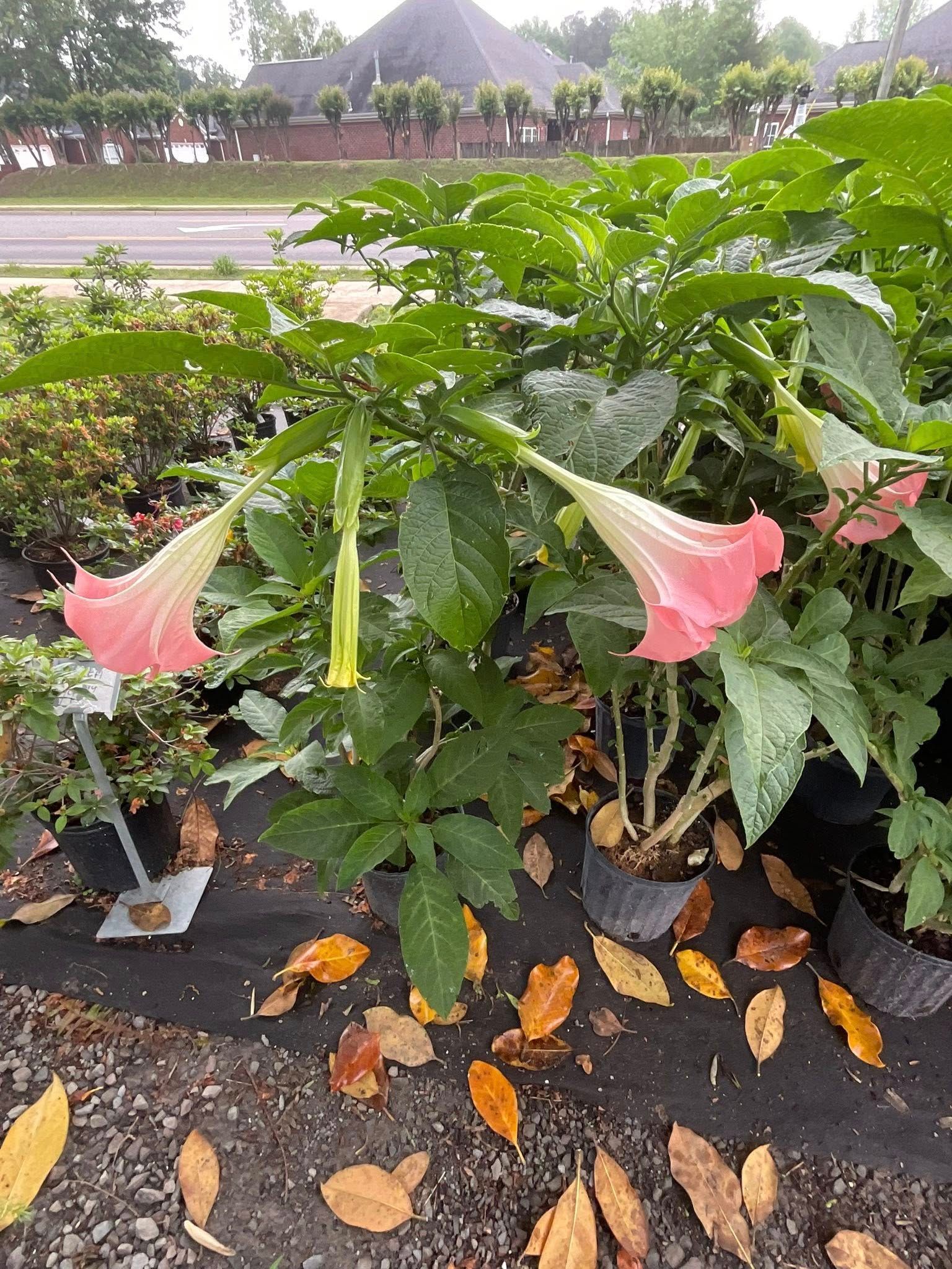 Pink trumpet flowers hanging from a green plant, set in a plant nursery.