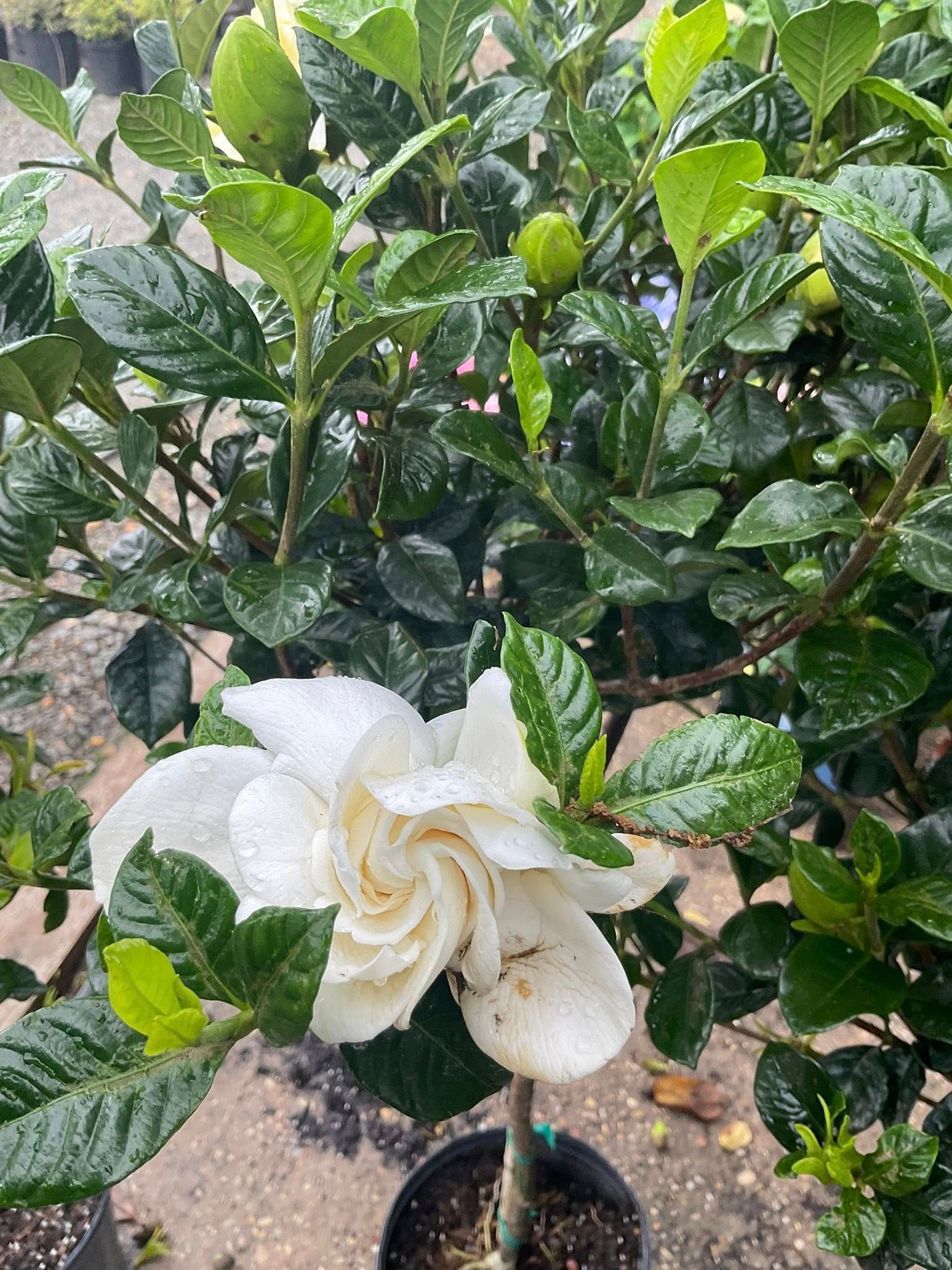 White gardenia flower blooming on a green-leafed bush, in a black pot.