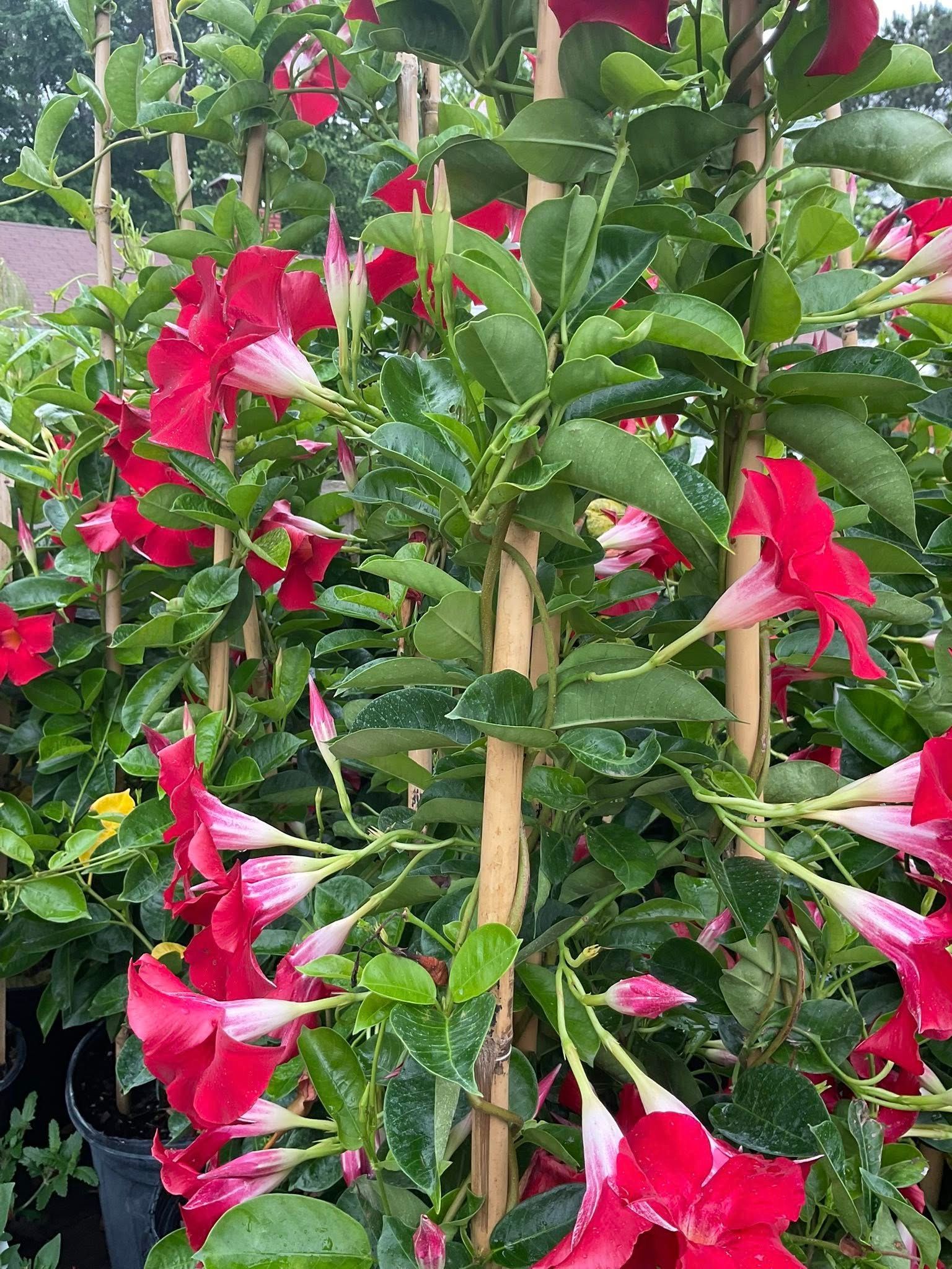 Red mandevilla vine with trumpet-shaped blooms climbing a bamboo trellis. Lush green foliage and dark pots.