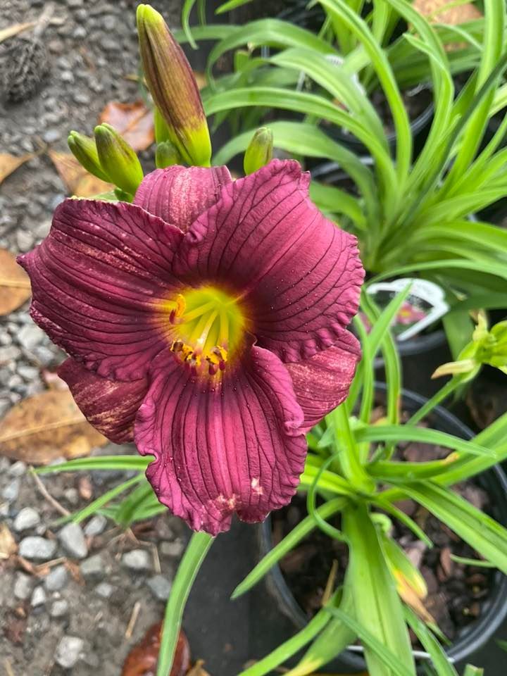 Dark purple daylily with a yellow center, surrounded by green foliage.