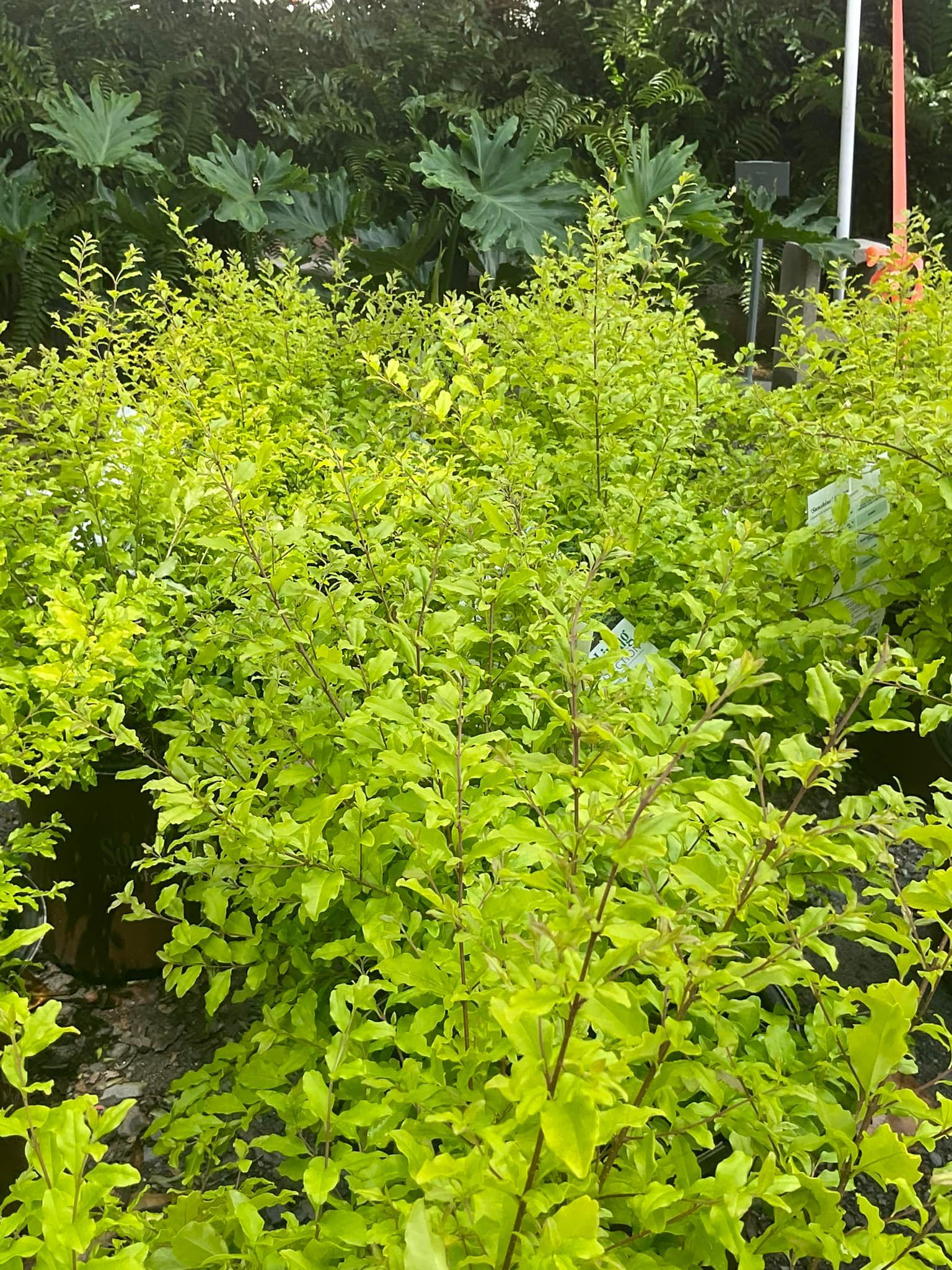 Golden-yellow foliage of young oak trees, viewed outdoors in a nursery.