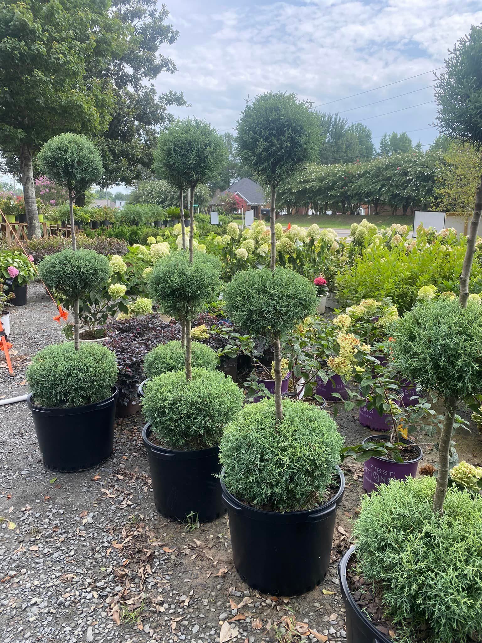 Potted, lollipop-shaped topiary plants with green foliage in a garden setting.