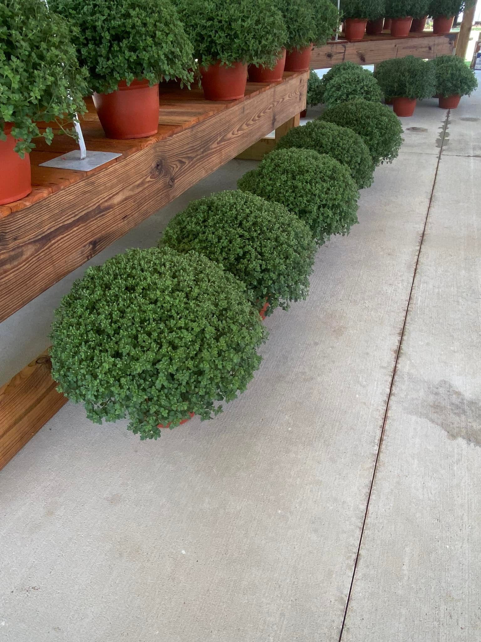 Rows of green spherical plants in pots on a wooden surface and concrete ground.