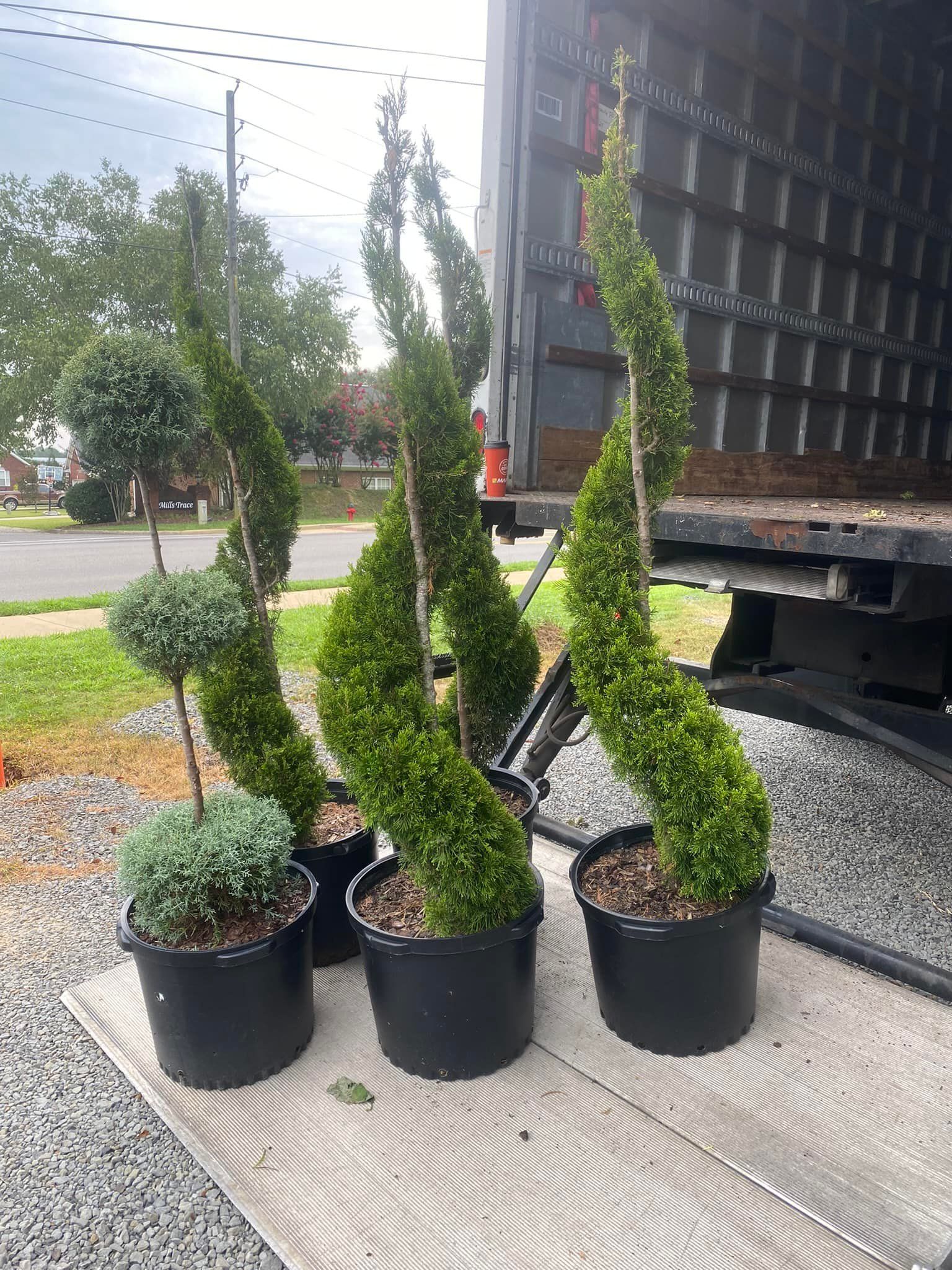 Five potted, sculpted evergreen shrubs of varying shapes, outdoors near a truck.