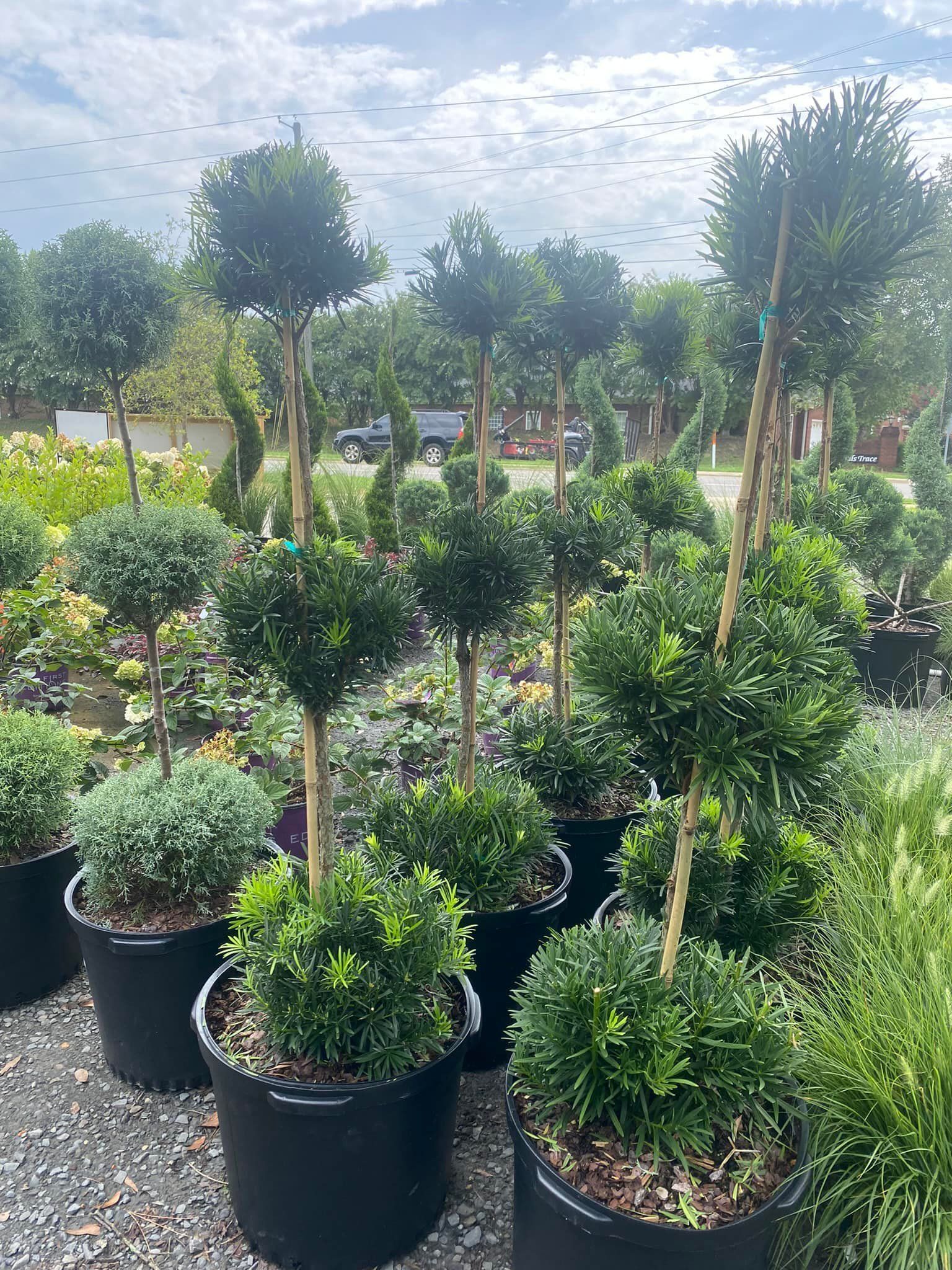 Potted topiary trees with rounded and lollipop shapes in a garden nursery, under a cloudy sky.