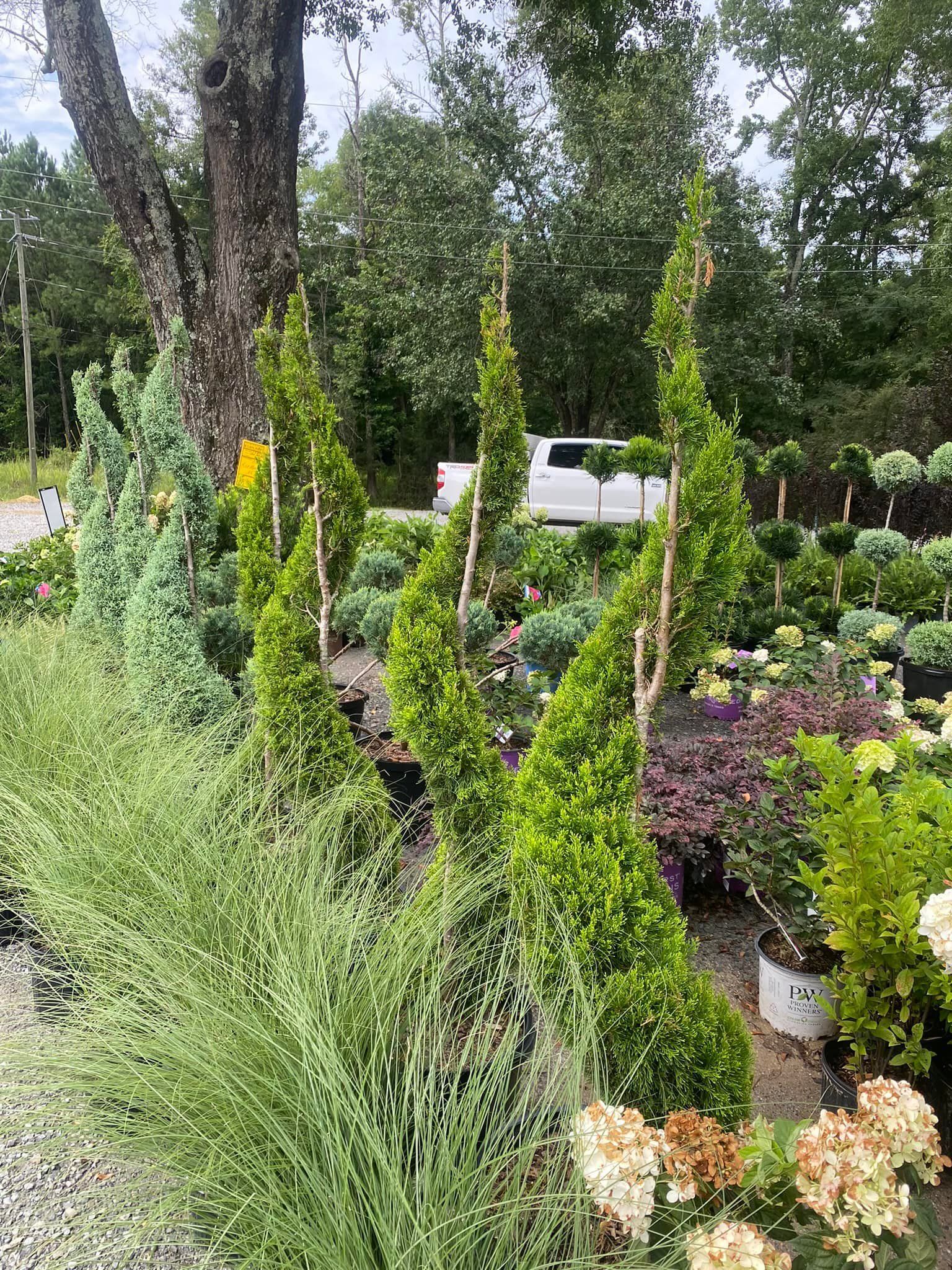 Row of slender, cone-shaped green trees in a plant nursery, with various other plants and a white truck in the background.