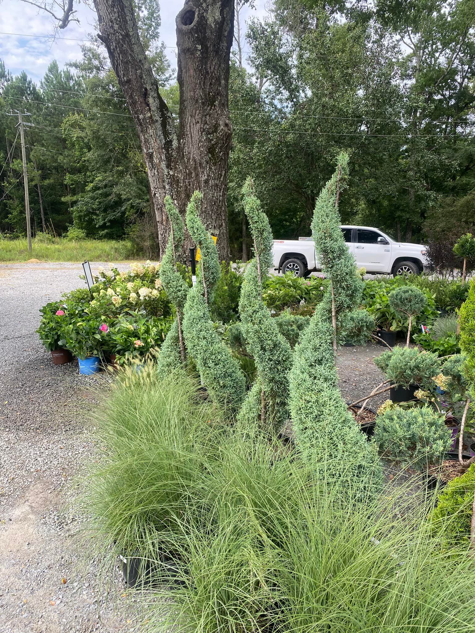Several tall, green spiral junipers in a garden, with a white truck in the background.