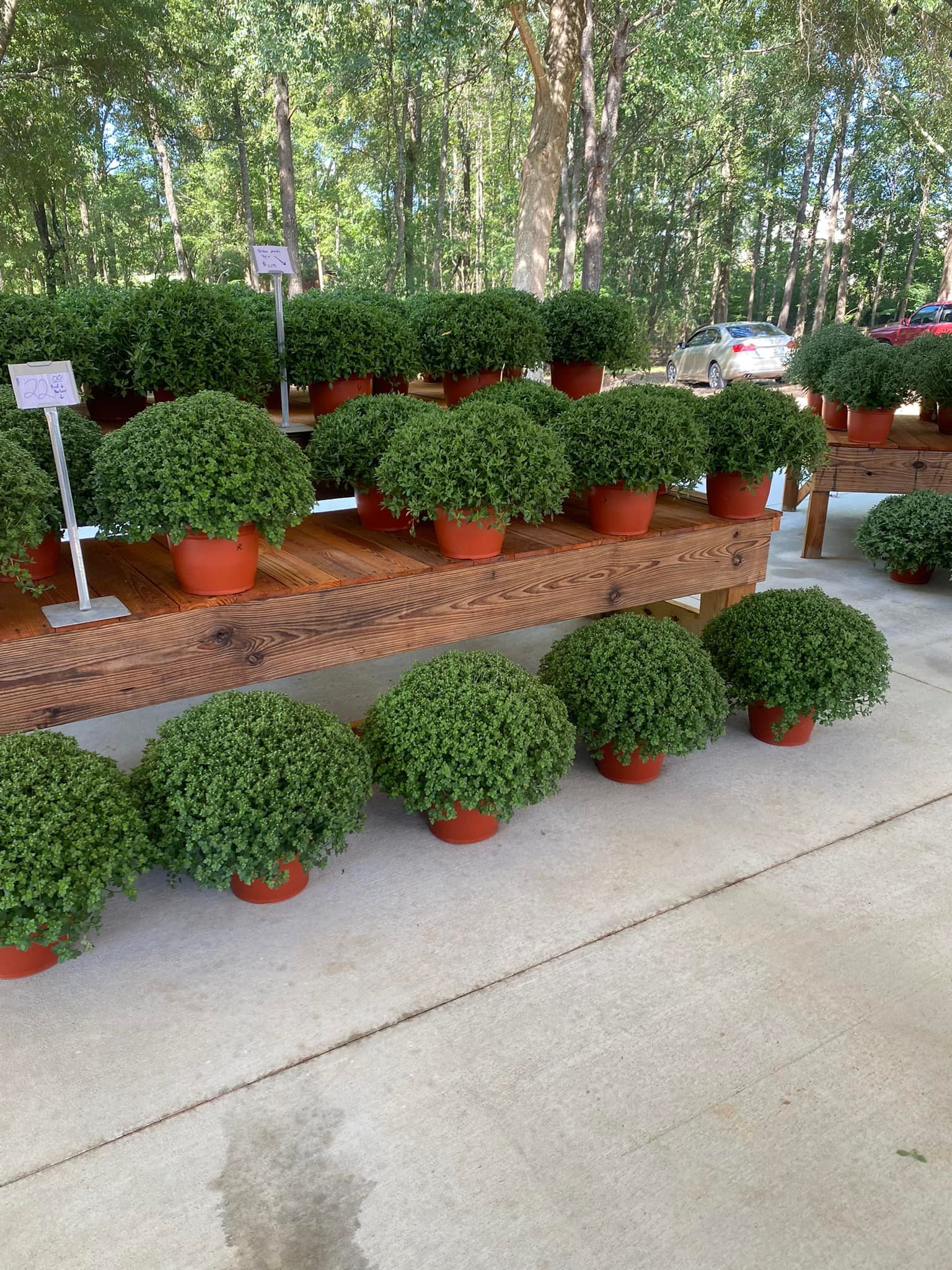 Potted green plants arranged on a table outdoors with a concrete floor and trees in the background.