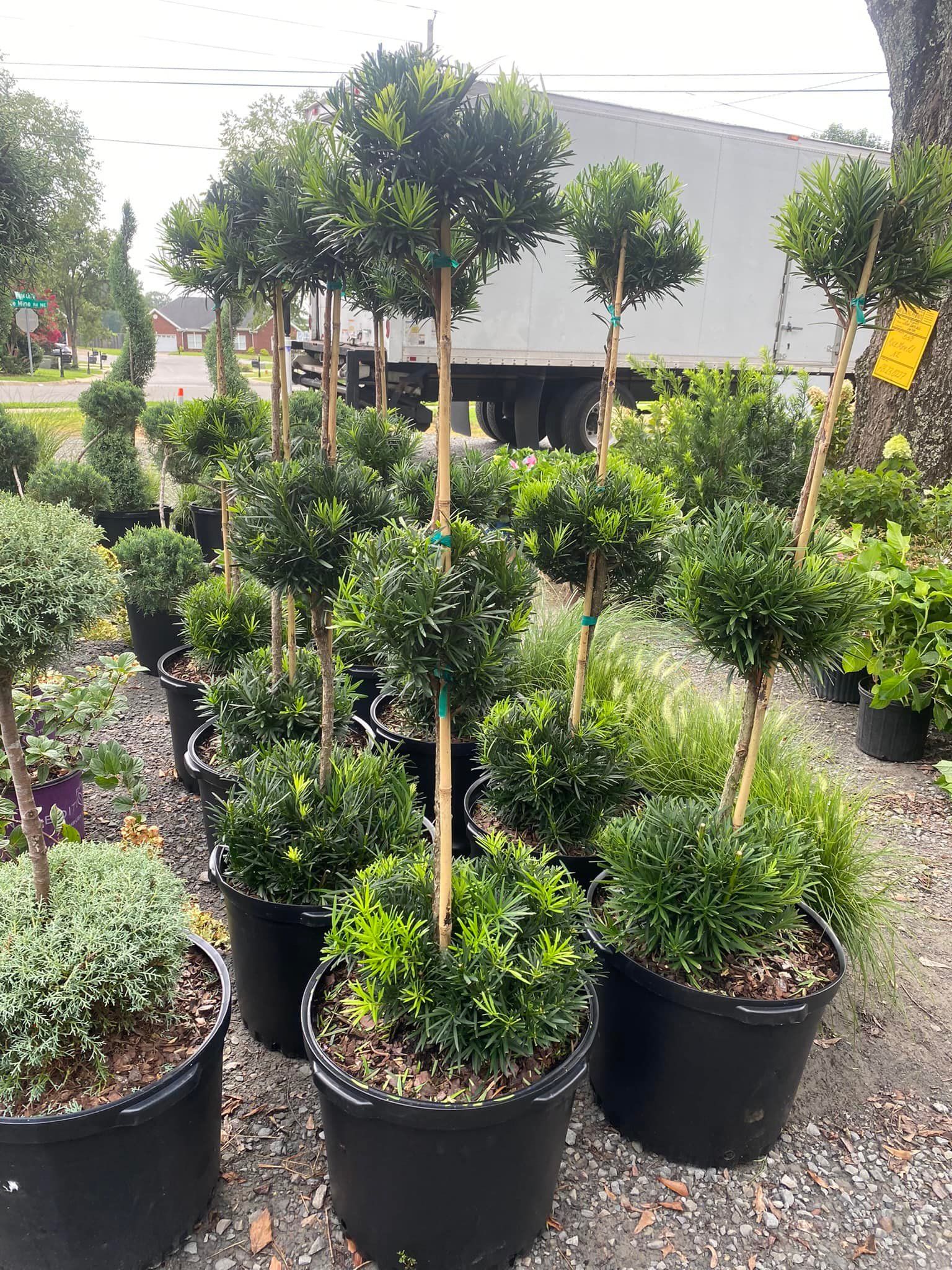 Potted topiary shrubs with spherical and lollipop shapes, in a nursery setting.