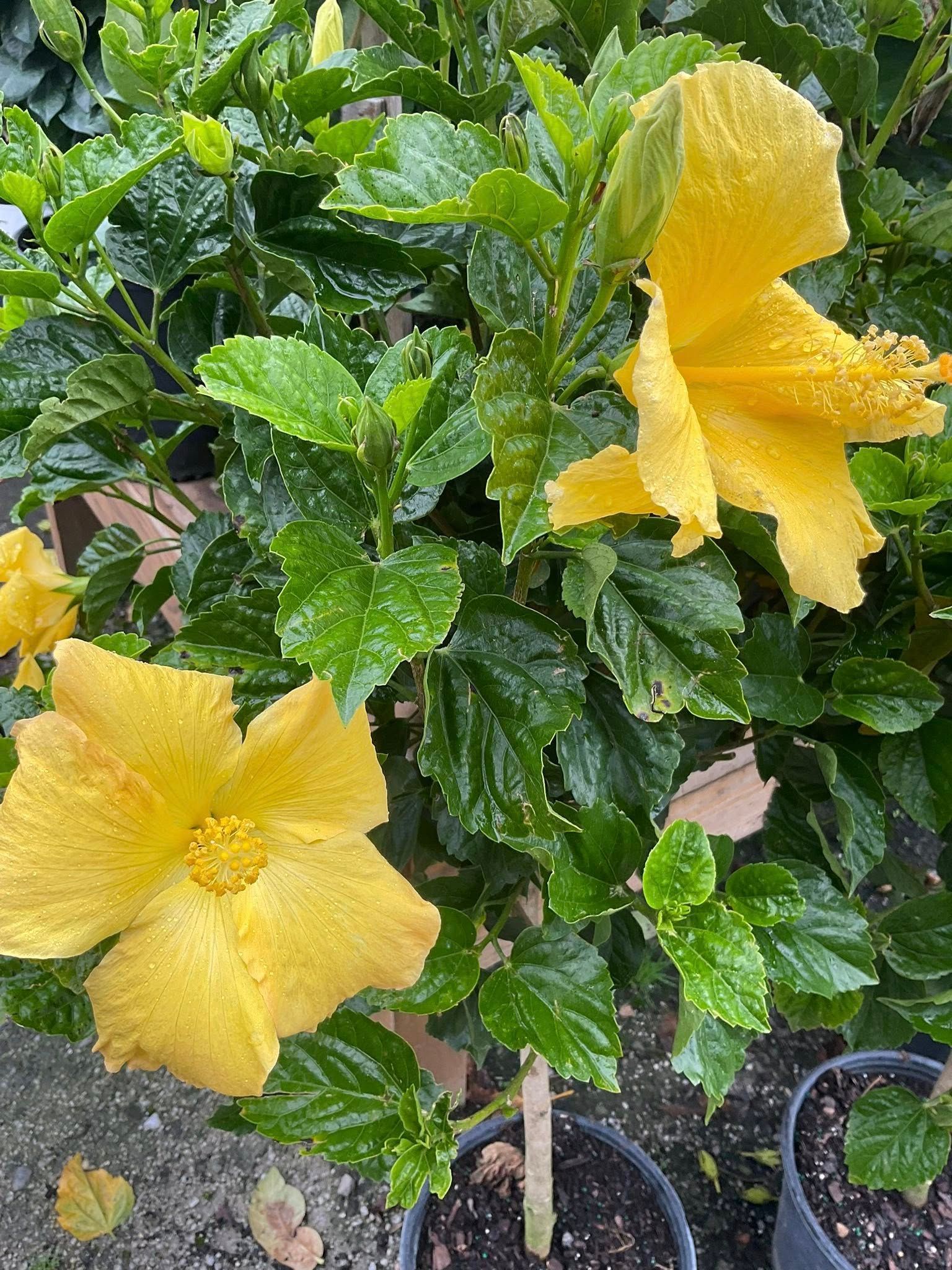 Yellow hibiscus flowers bloom on a leafy green bush in a pot.