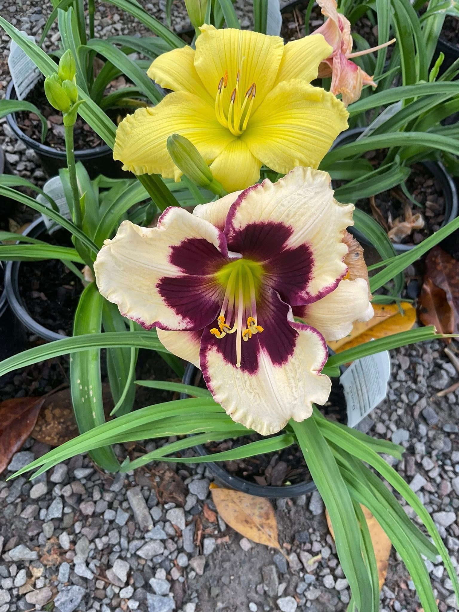 Daylilies: pale cream with purple eye and yellow blooms. Green foliage.