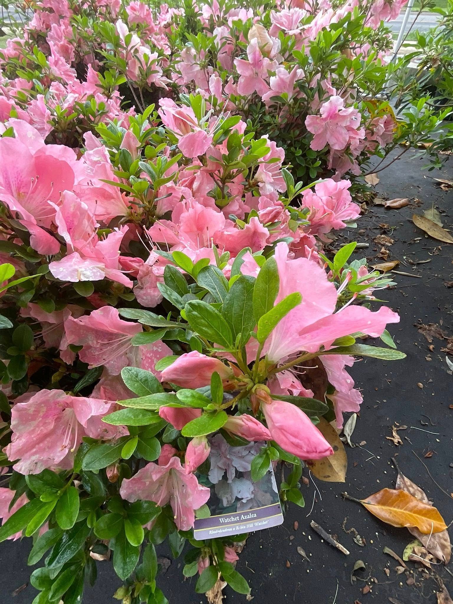 Pink azalea bush with green leaves, black ground cover, and fallen leaves.