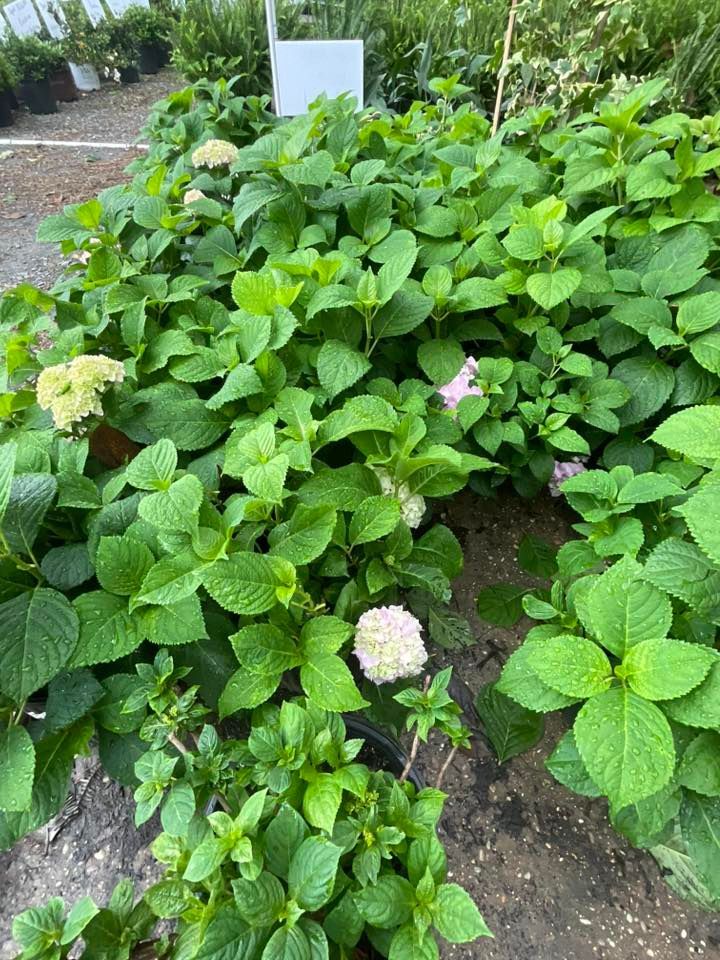 Green leafy hydrangeas with white and pale pink blooms in a garden setting.