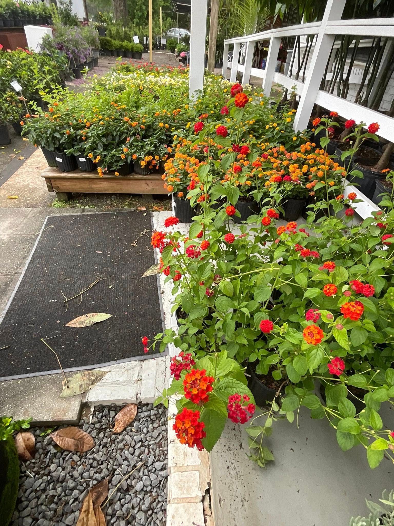 Potted flowers in various colors (red, orange) on display outside a building.