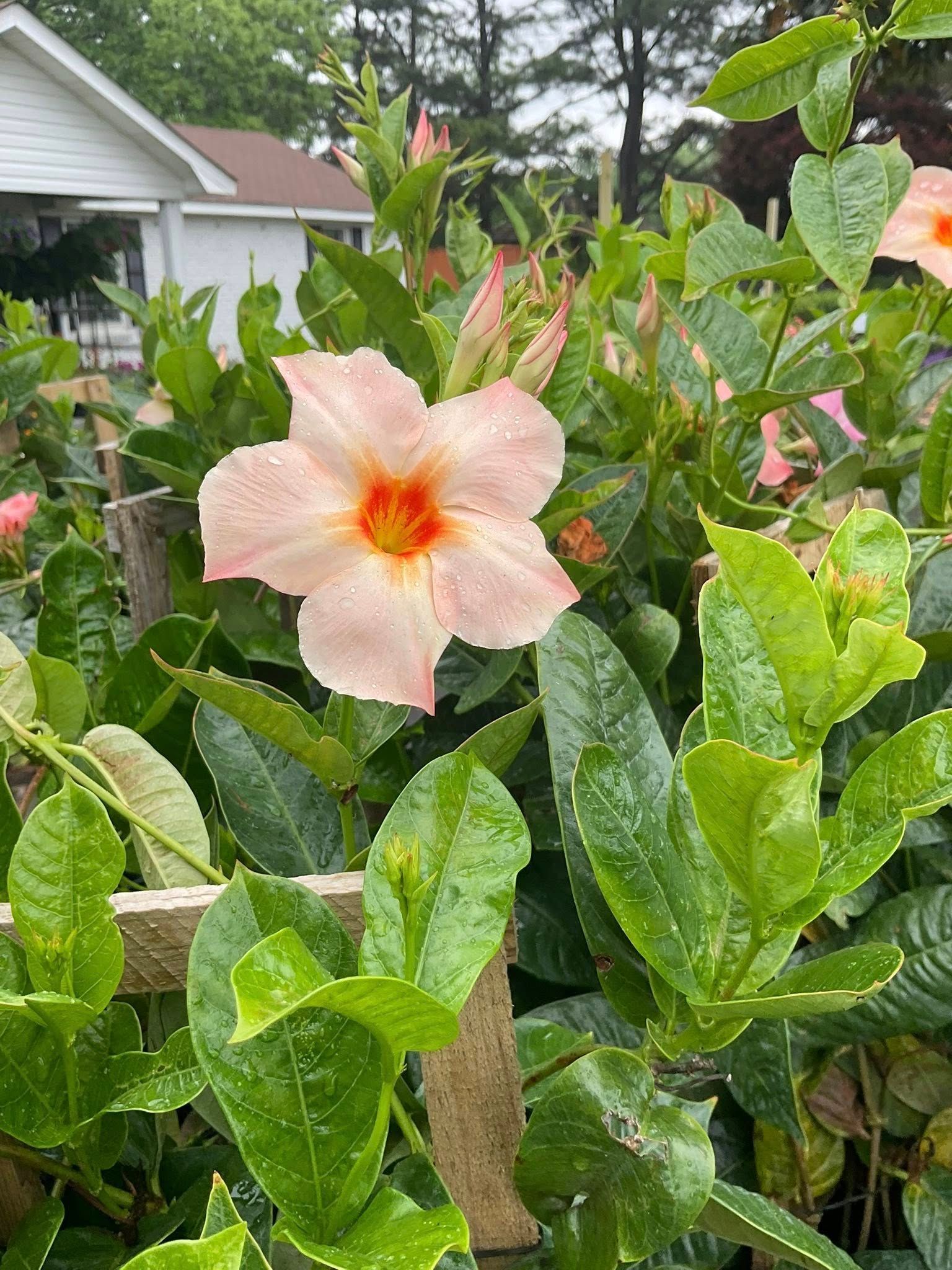 Peach-colored mandevilla flower with orange center, set in a lush green vine; wooden fence in background.