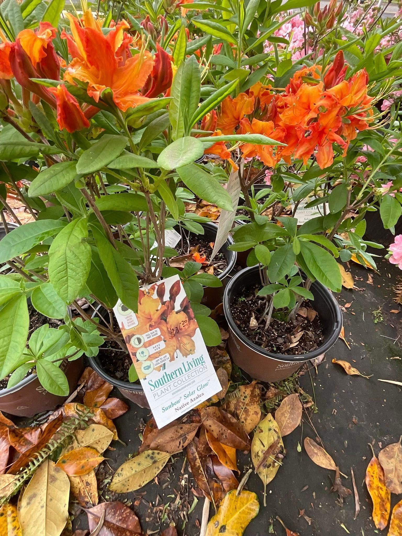 Orange azalea flowers in pots with a small plant, resting on a surface with fallen leaves.