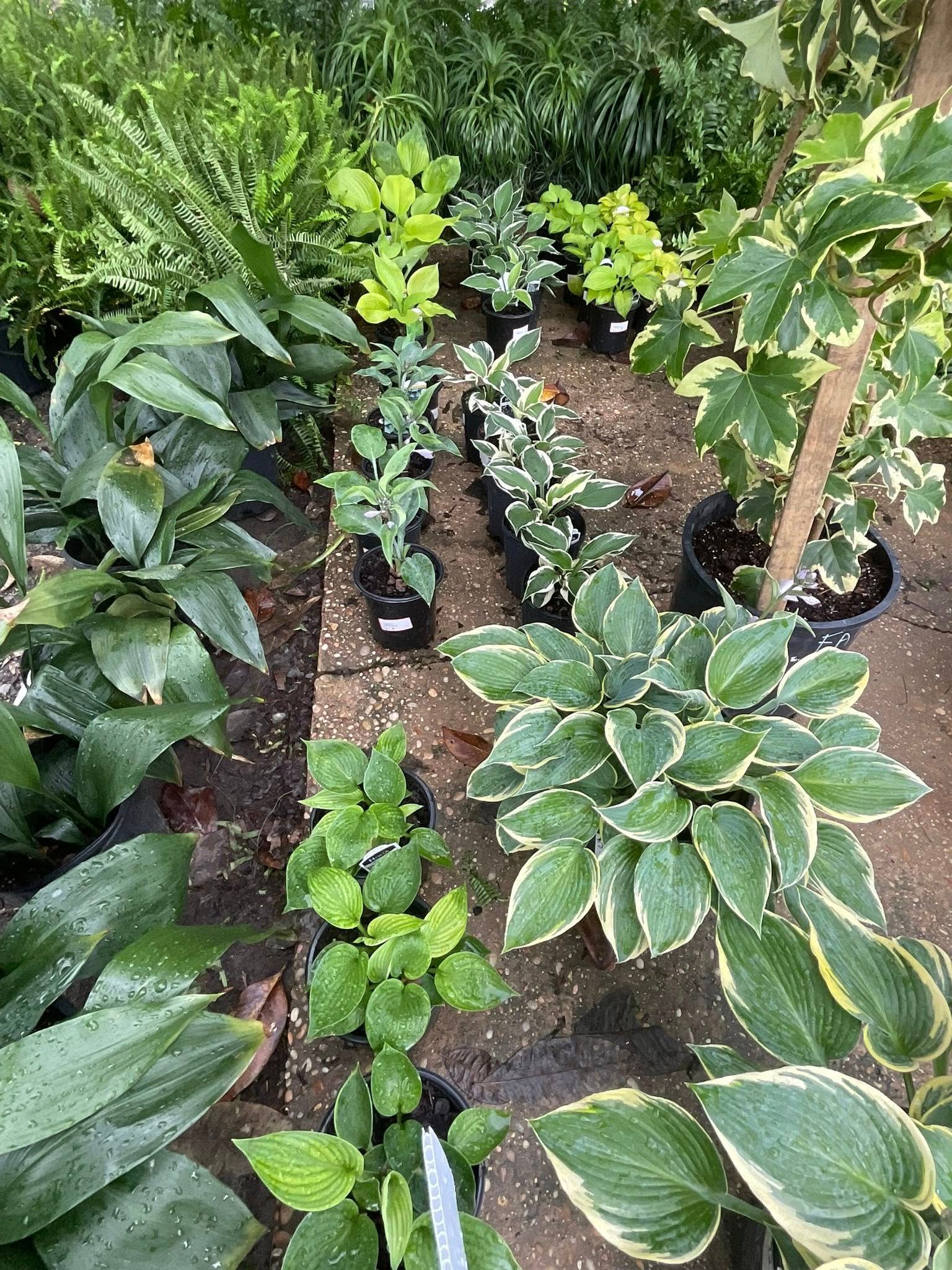 Assorted potted plants, including hostas, with varying green and white foliage in a garden setting.