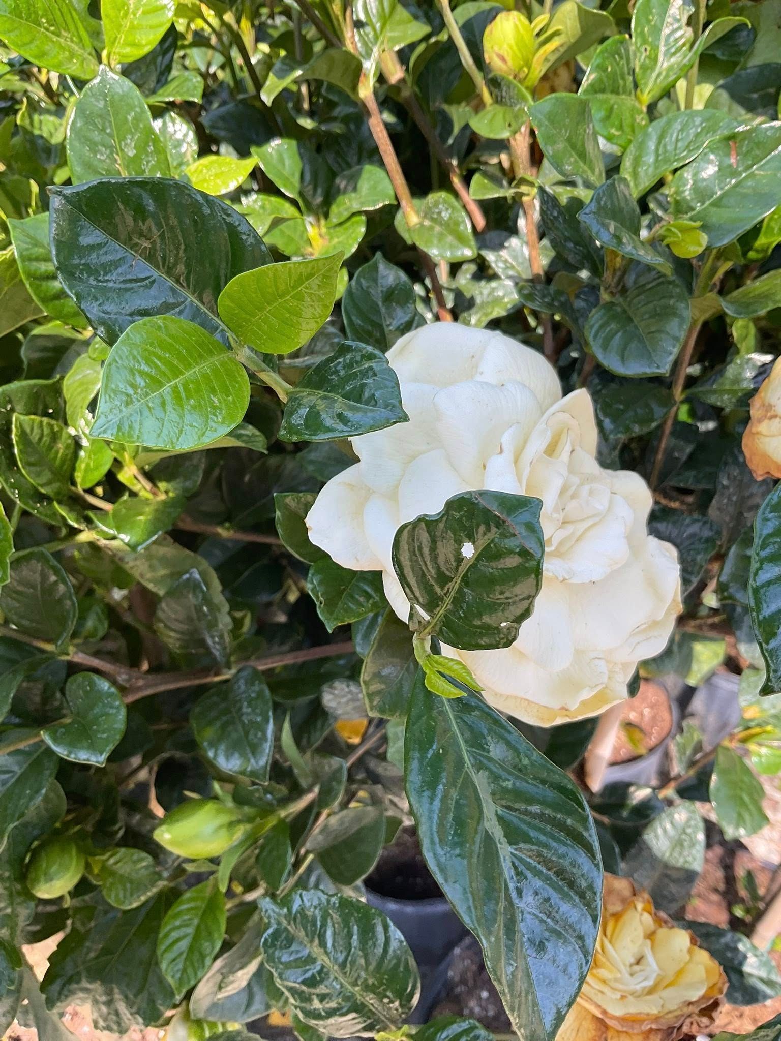 White gardenia flower blooming amidst glossy green leaves.