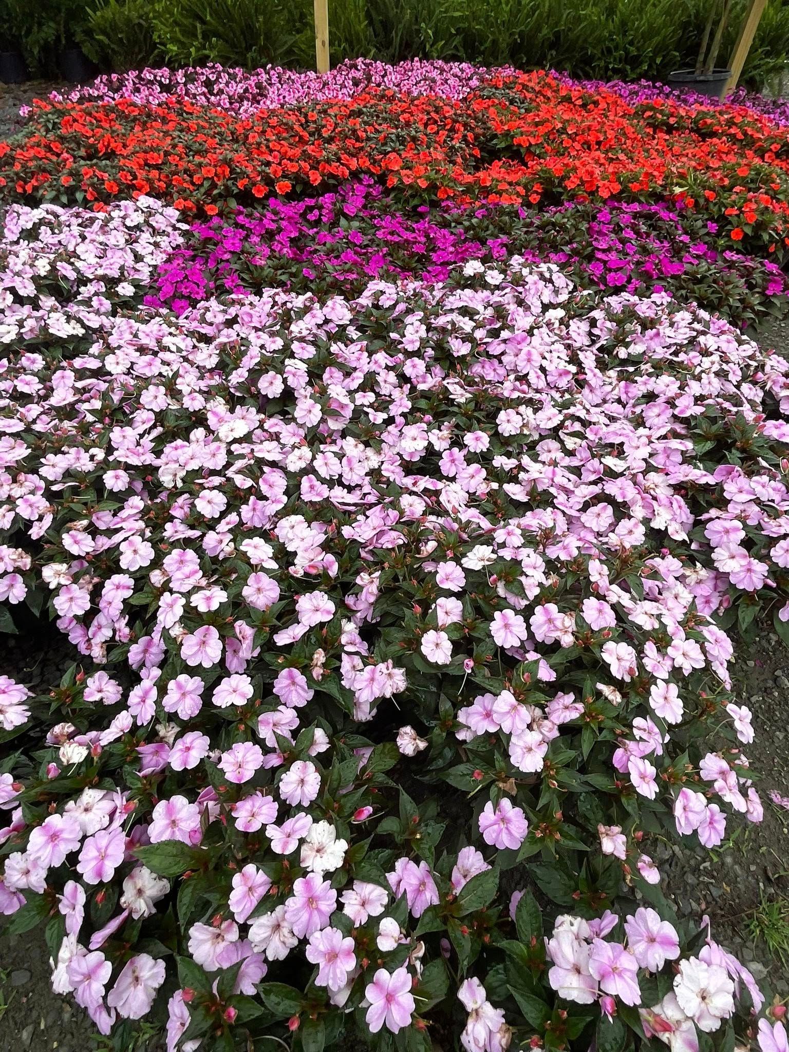 Pink, purple, and orange flowers in a garden bed.