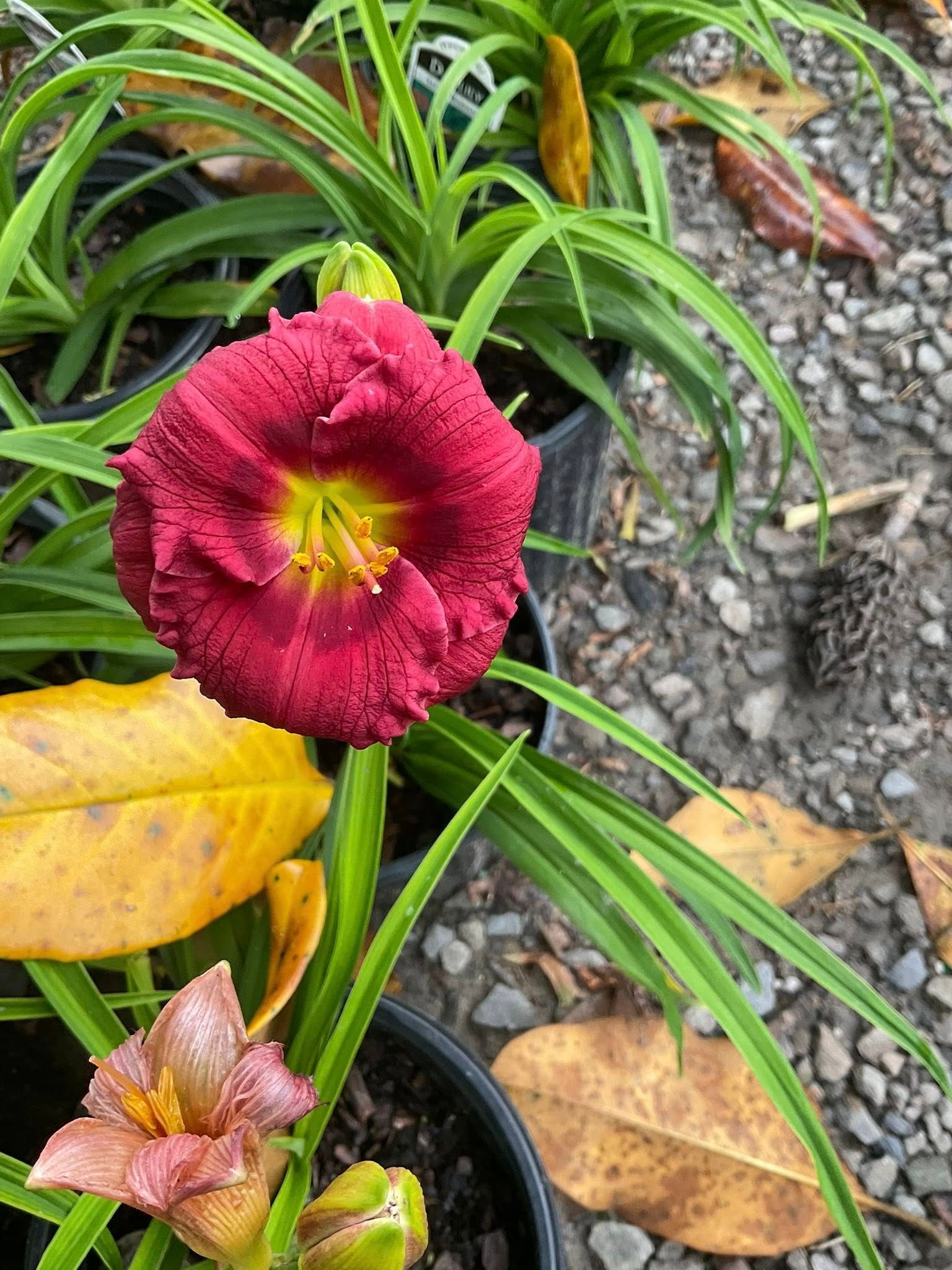 Red daylily flower with yellow center, surrounded by green foliage and fallen leaves.