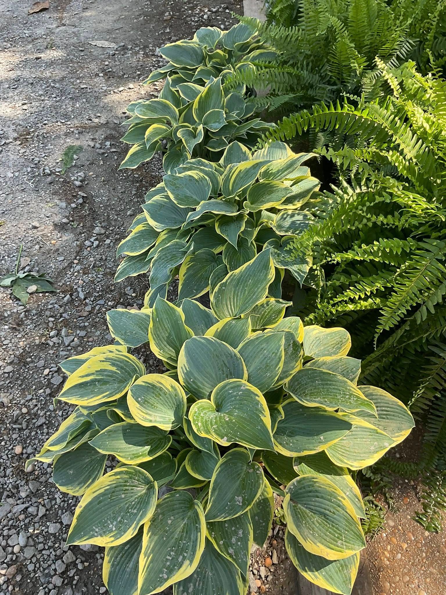 Green hosta plants with yellow edges grow beside a fern on a gravel path.