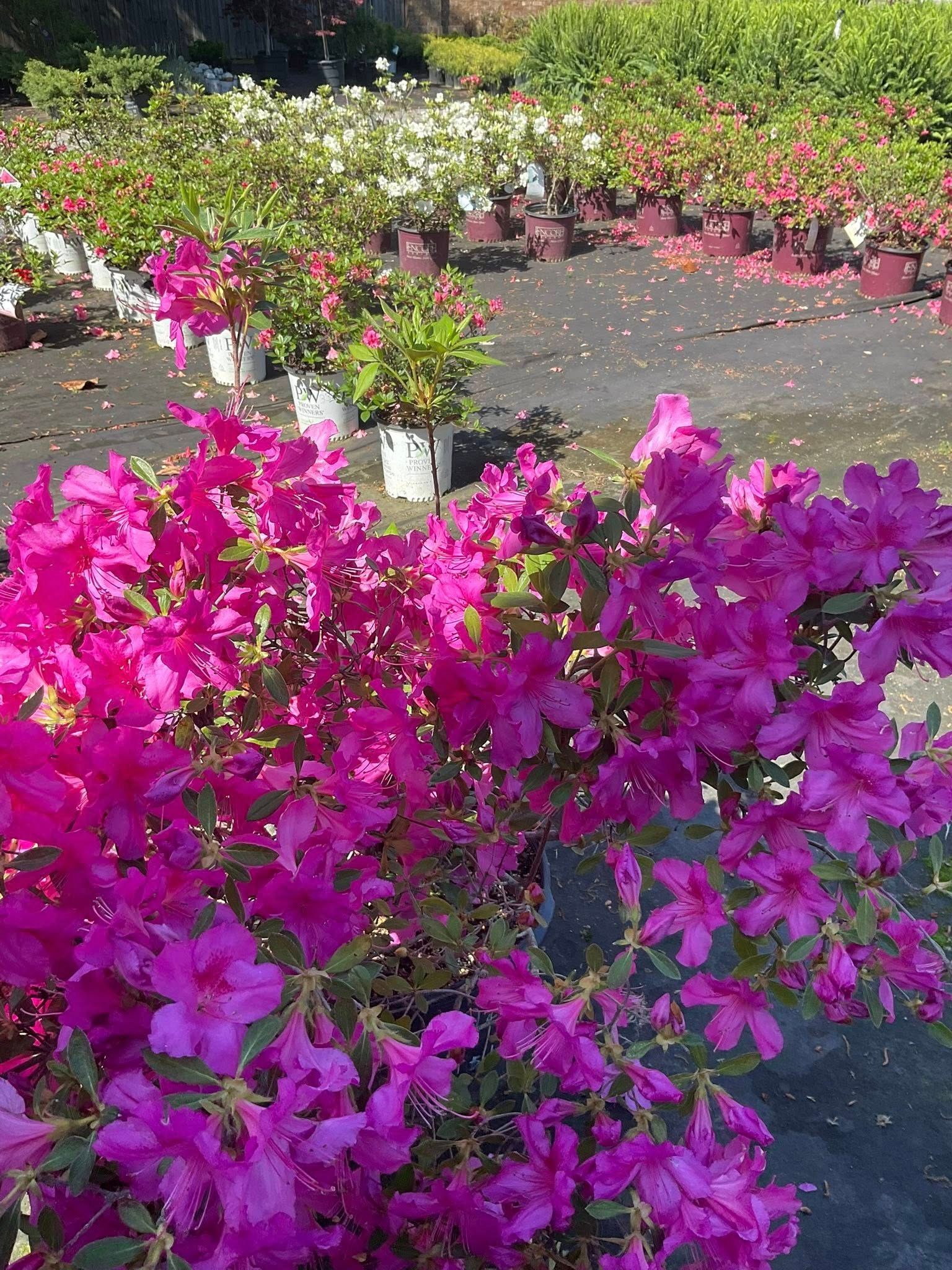 Pink azalea bush in full bloom, with rows of potted azaleas in the background.