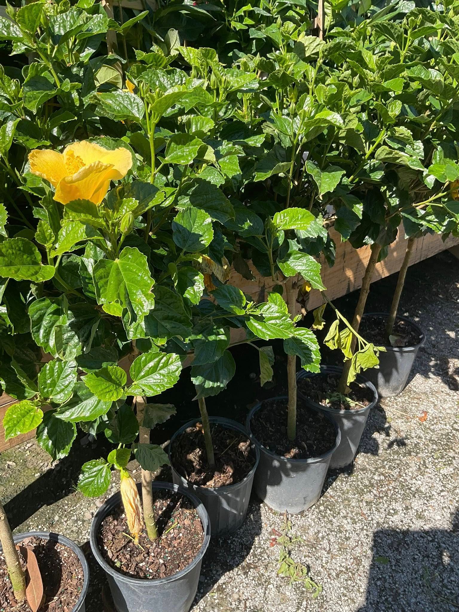 Yellow hibiscus flower blooming on potted plant, outdoor nursery.