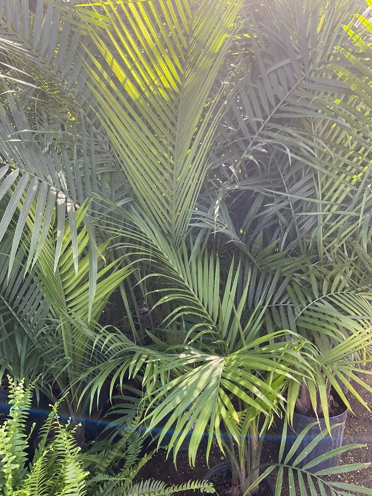 Green palm fronds with sunlight.