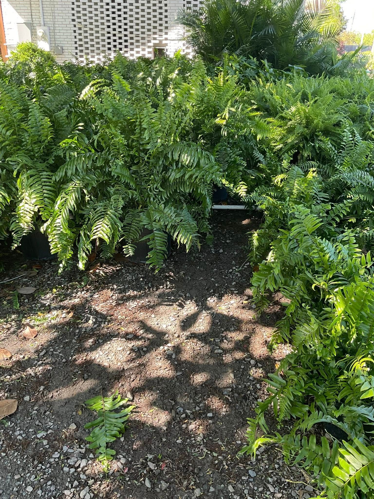 Green ferns in pots clustered together, a path between them, with a brick wall background.