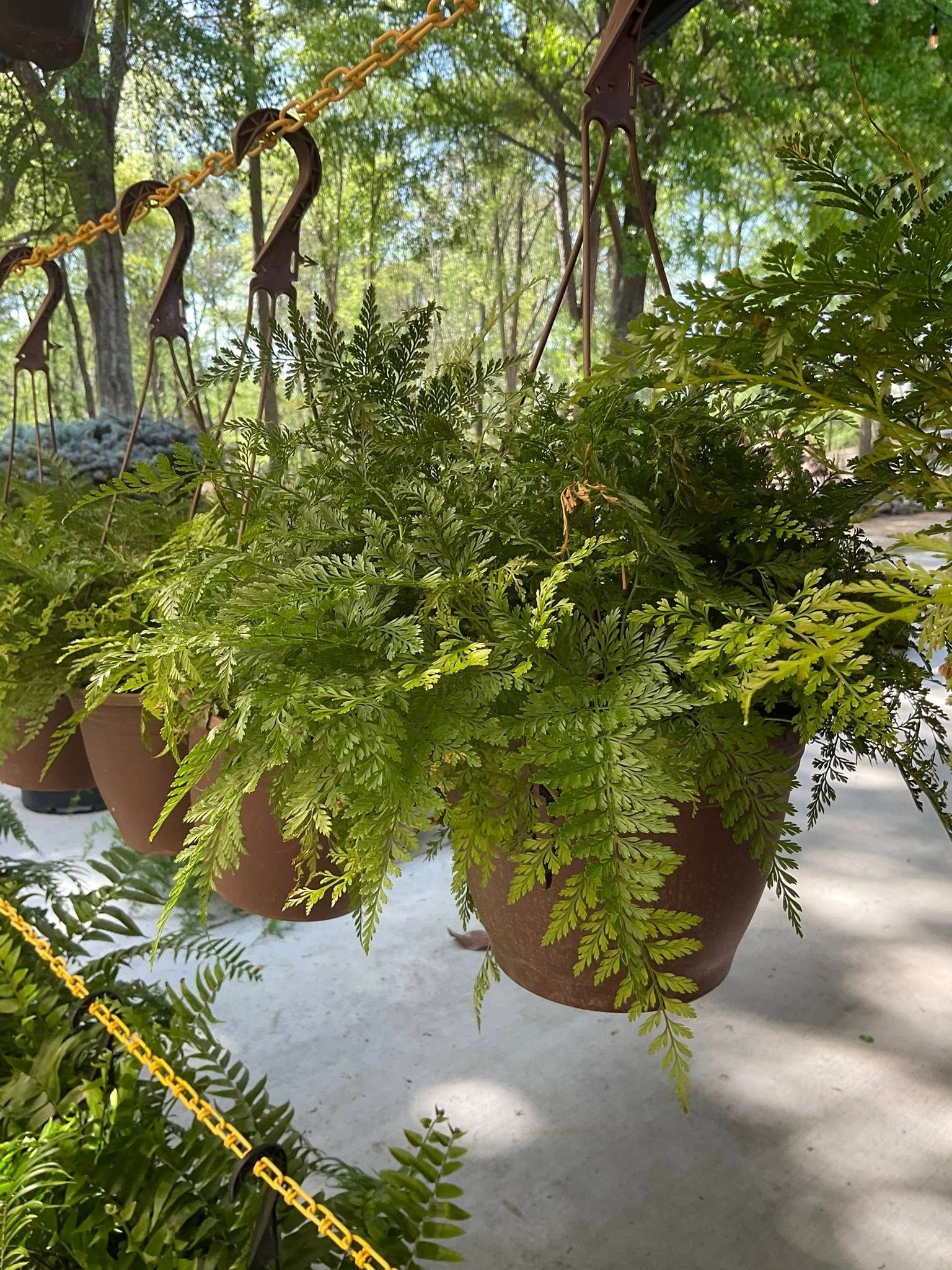Hanging fern baskets with vibrant green foliage against a blurred outdoor background.