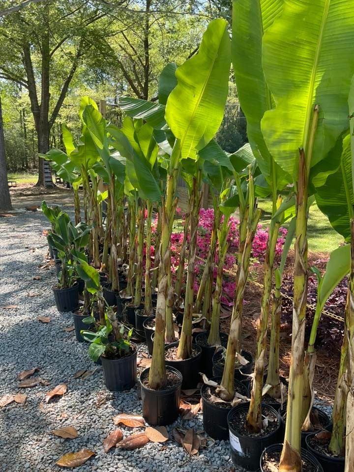 Rows of potted banana plants with large green leaves, outdoors on gravel, next to pink flowers.