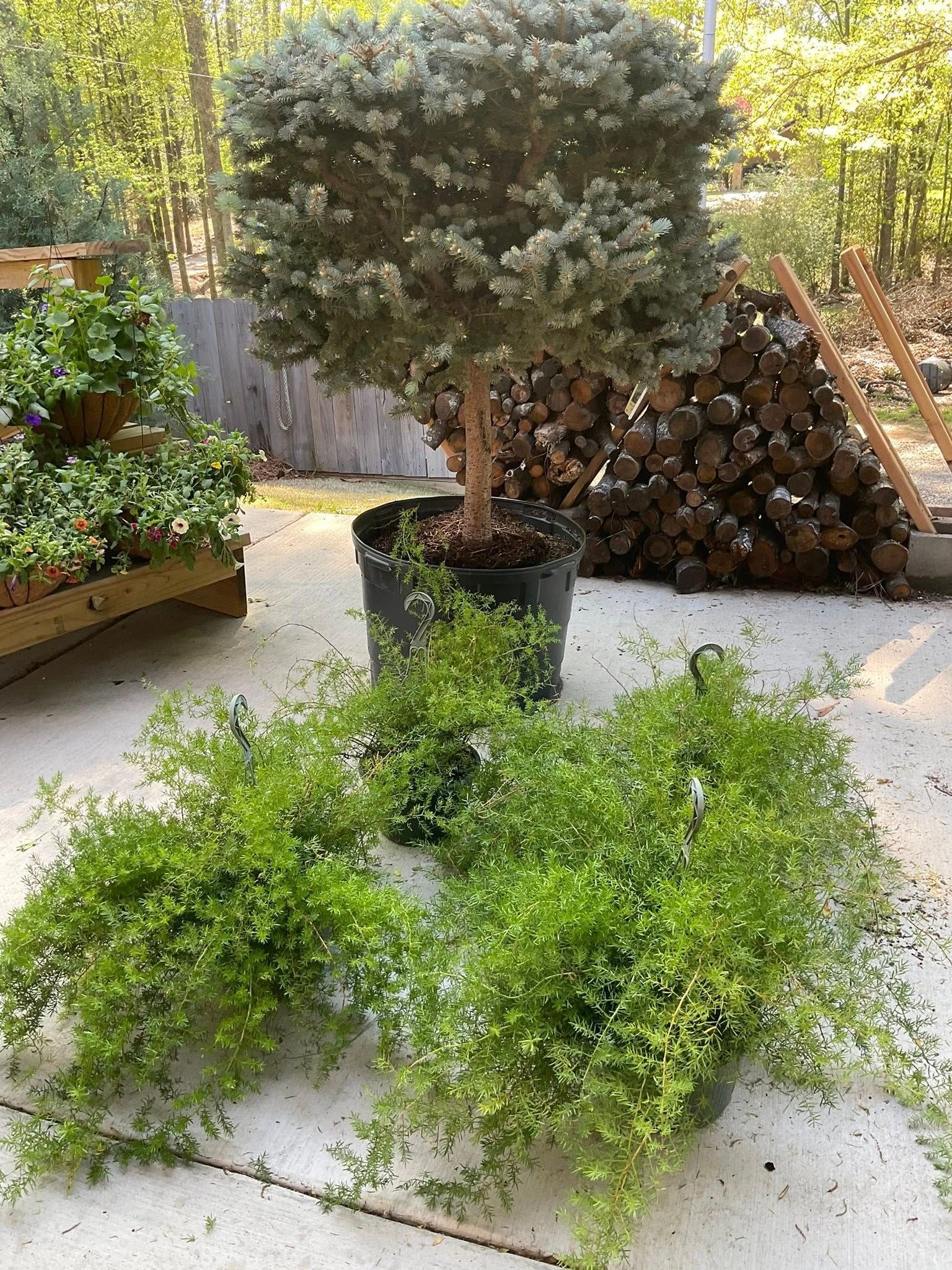 A tree with a square top sits in a pot. Two green plants are below it. Outdoors on concrete.