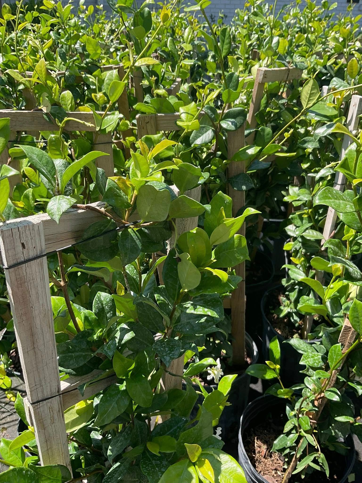 Green plants climbing wooden frames at an outdoor nursery.