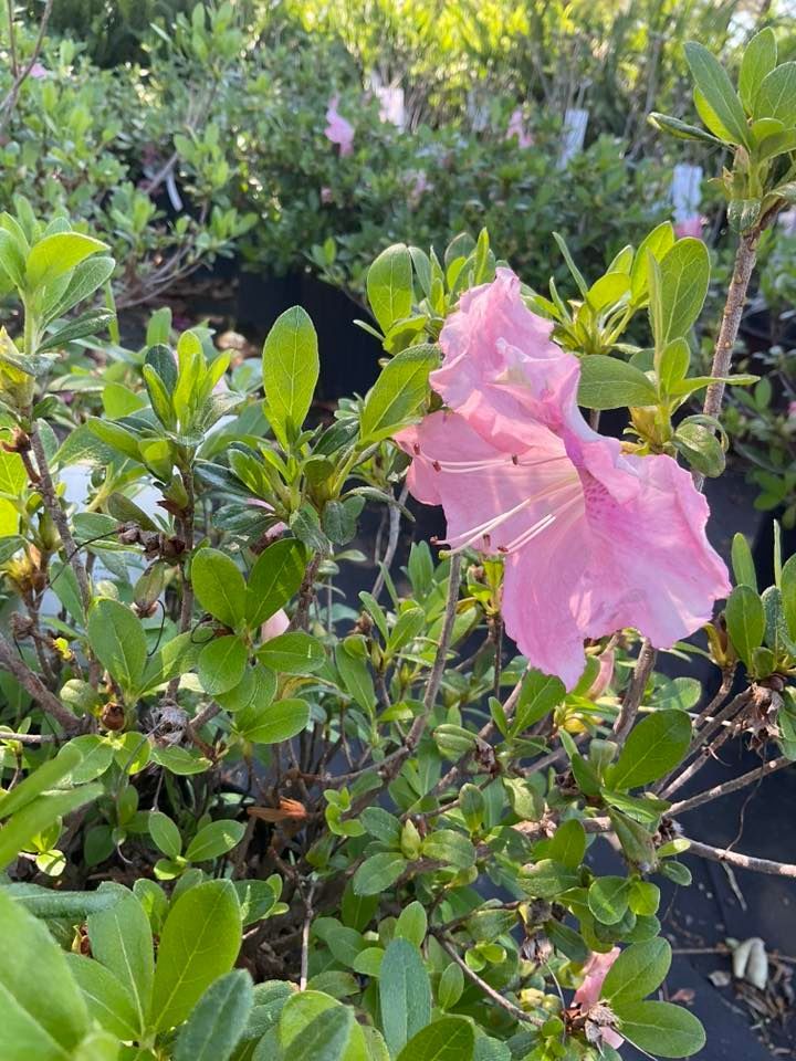 Pink azalea flower in bloom, surrounded by green leaves and other potted plants.