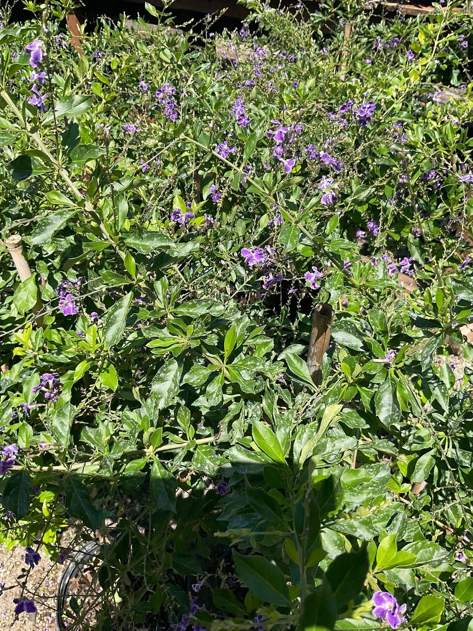 Bush with small, purple flowers and green leaves.