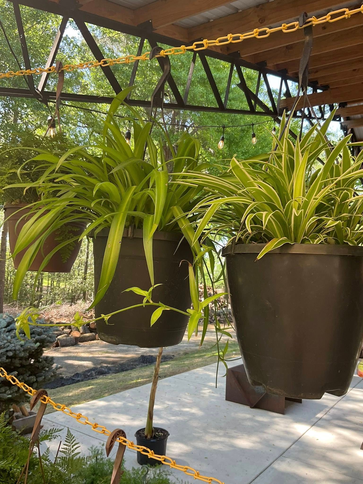 Hanging plants in black pots under a wooden structure, outdoors. Green and yellow foliage.