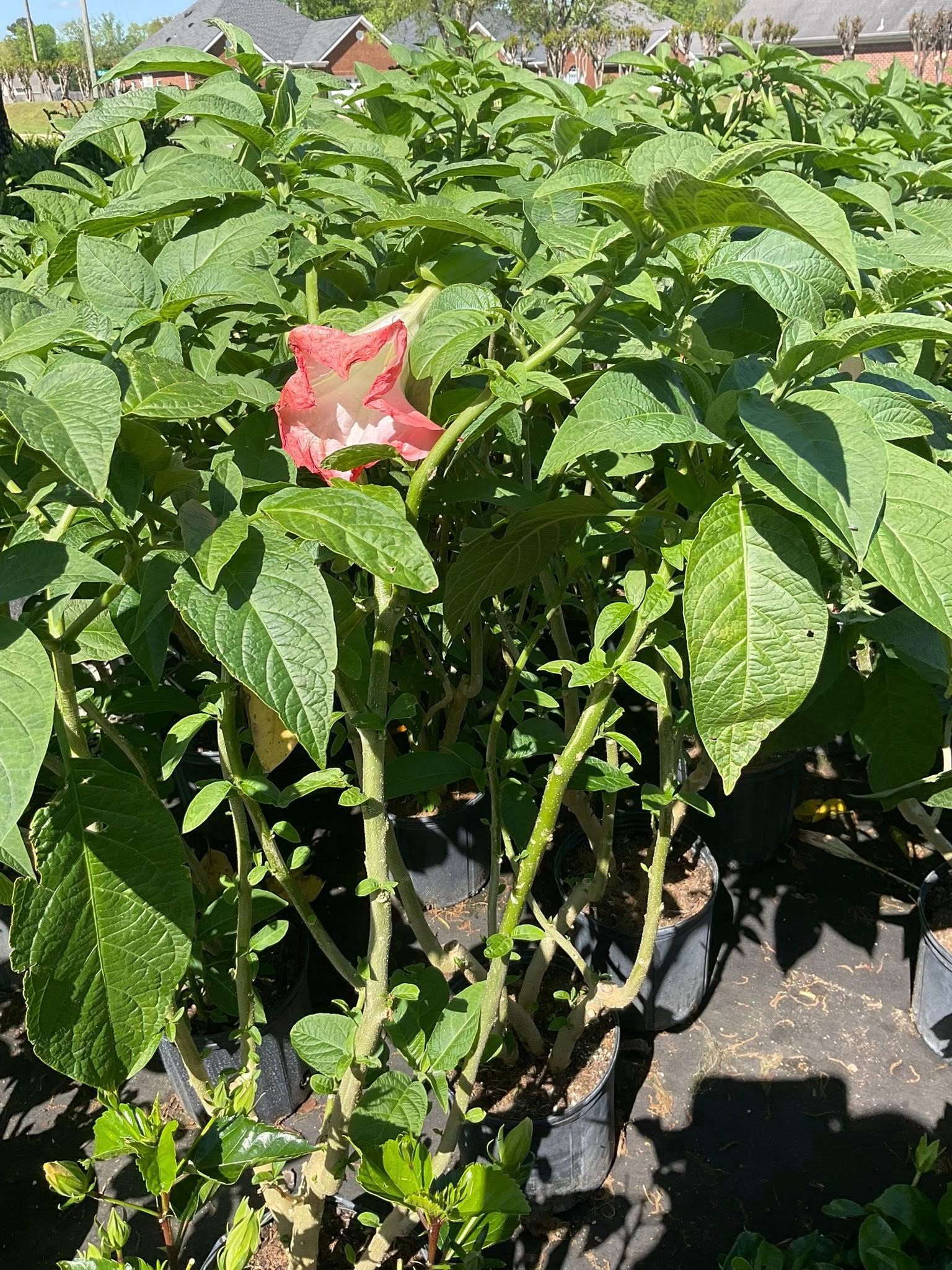 A potted plant with green leaves and a pink flower.