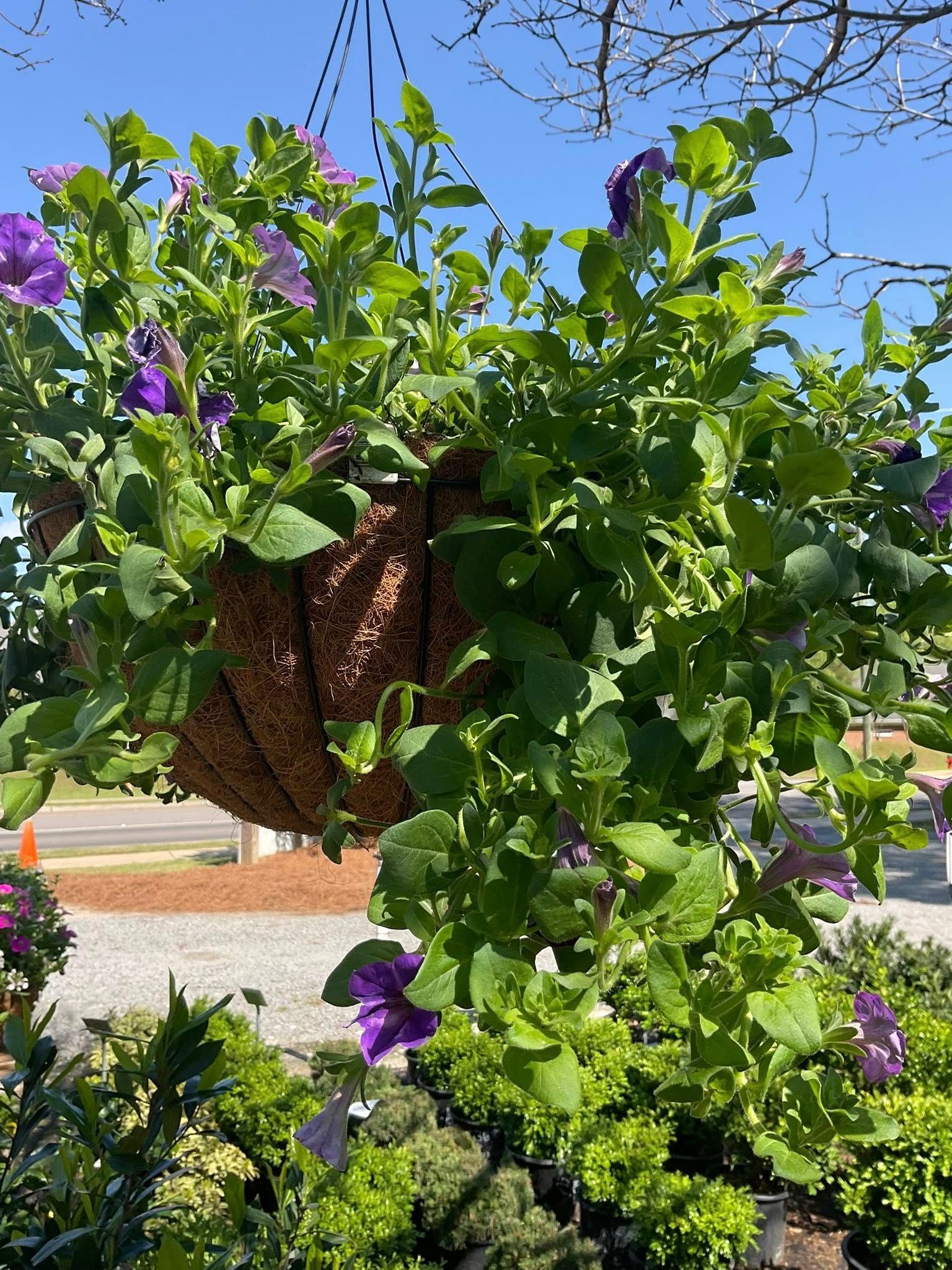 A hanging basket overflowing with purple petunias and green foliage against a blue sky.