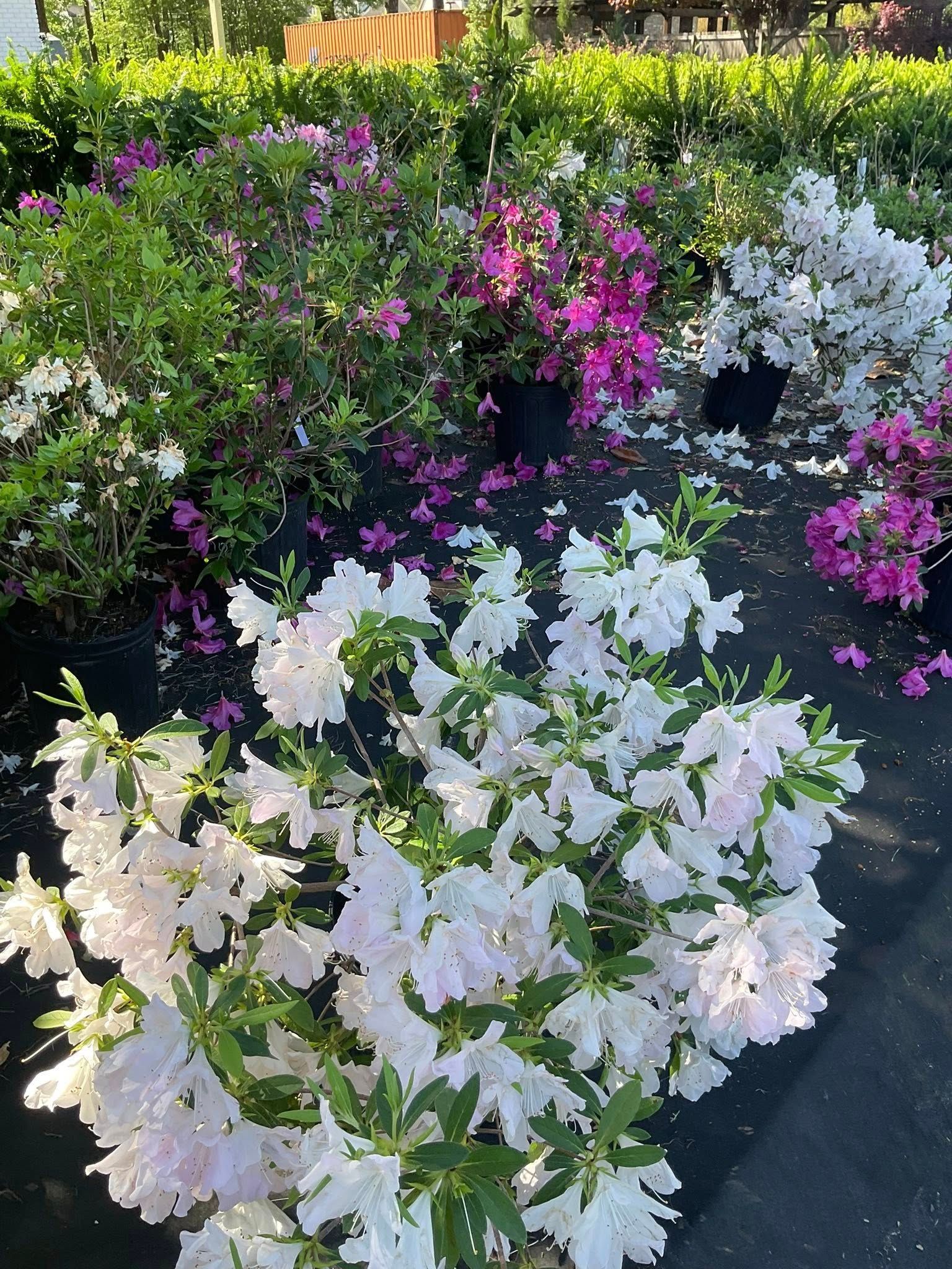 Potted azaleas in various shades of pink and white at an outdoor nursery.