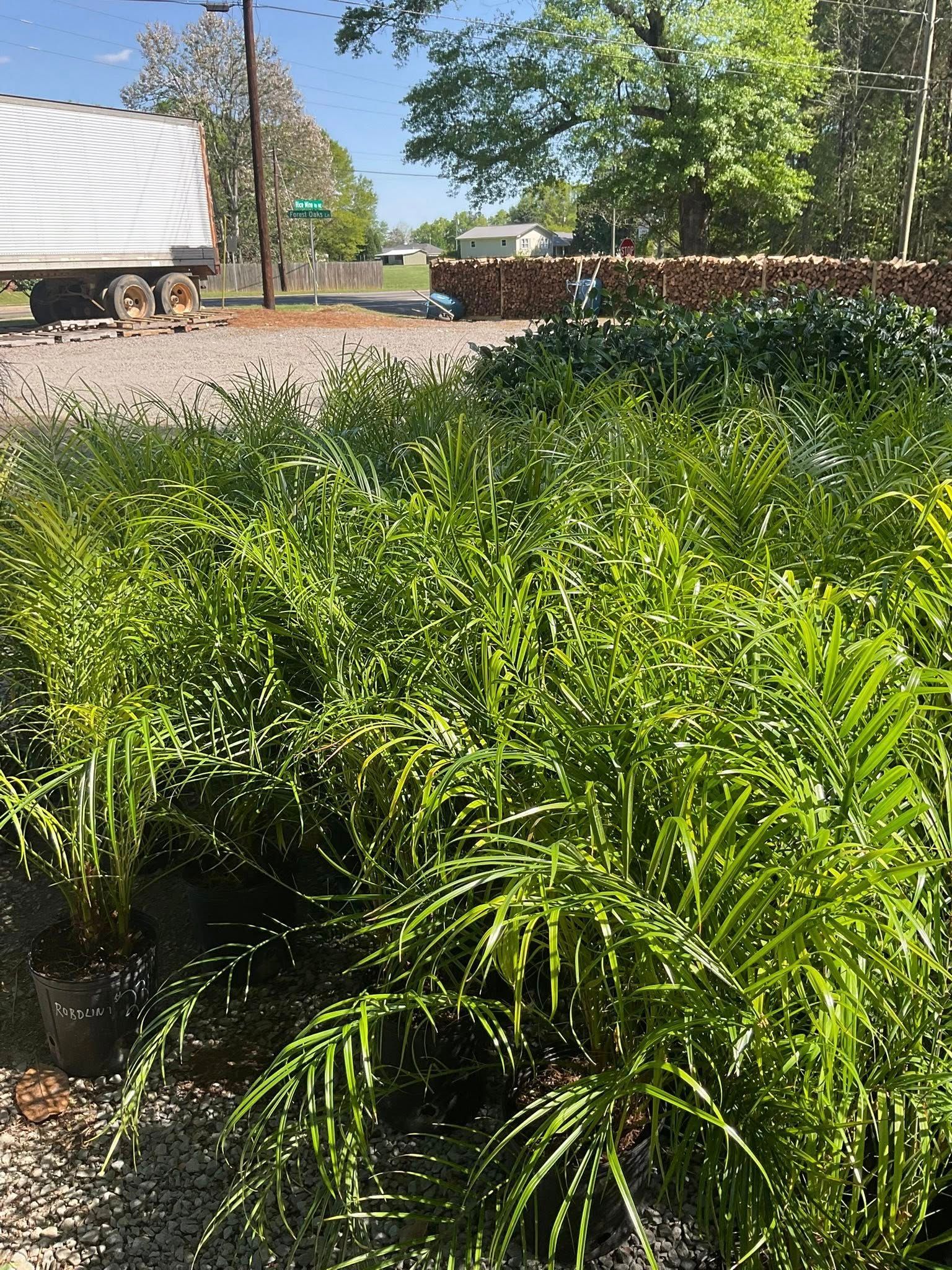 Potted green plants sit on gravel, with a truck and trees in the background under a bright blue sky.
